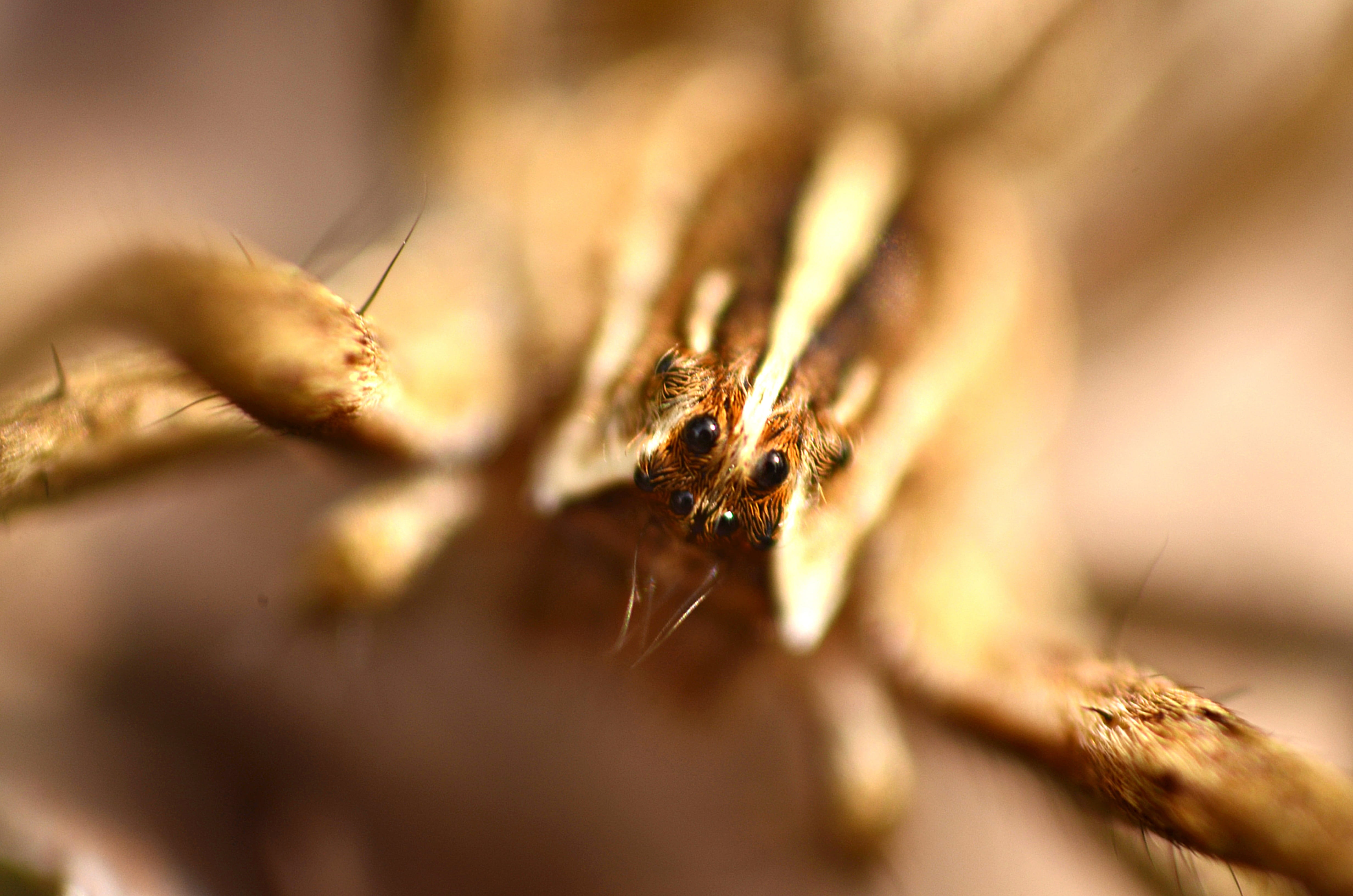 animal wildlife, see, eye, invertebrate, spider, tooth, human body part, small, eyes, beetle, animals in the wild, sea, plant, macro, nature, brown, insect, HD Wallpaper