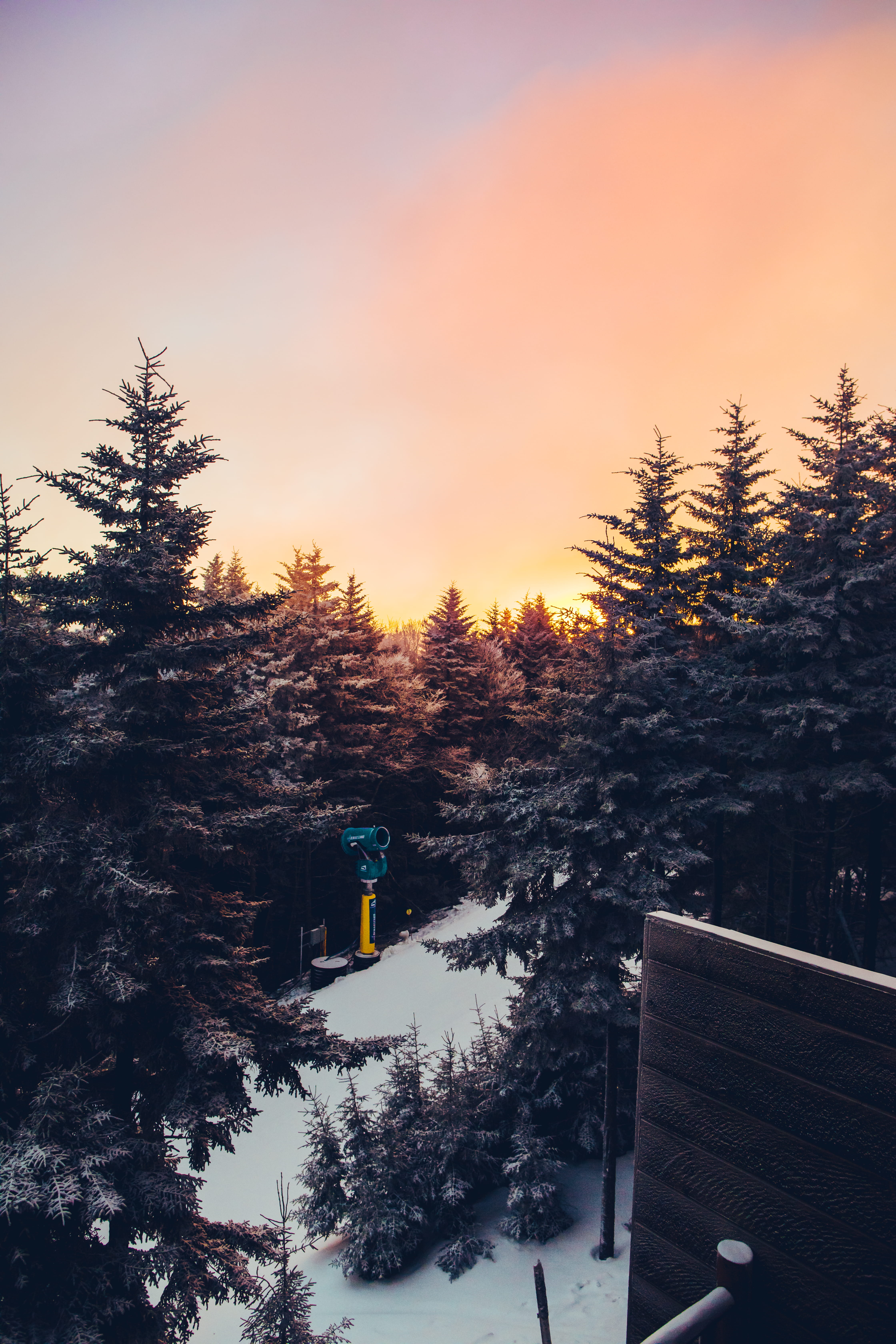 growth, snow, cold temperature, united states, morning, 5K, coniferous tree, no people, trees, spruce, outdoors, tranquil scene, sunset, tranquility, sunrise, Phone HD Wallpaper