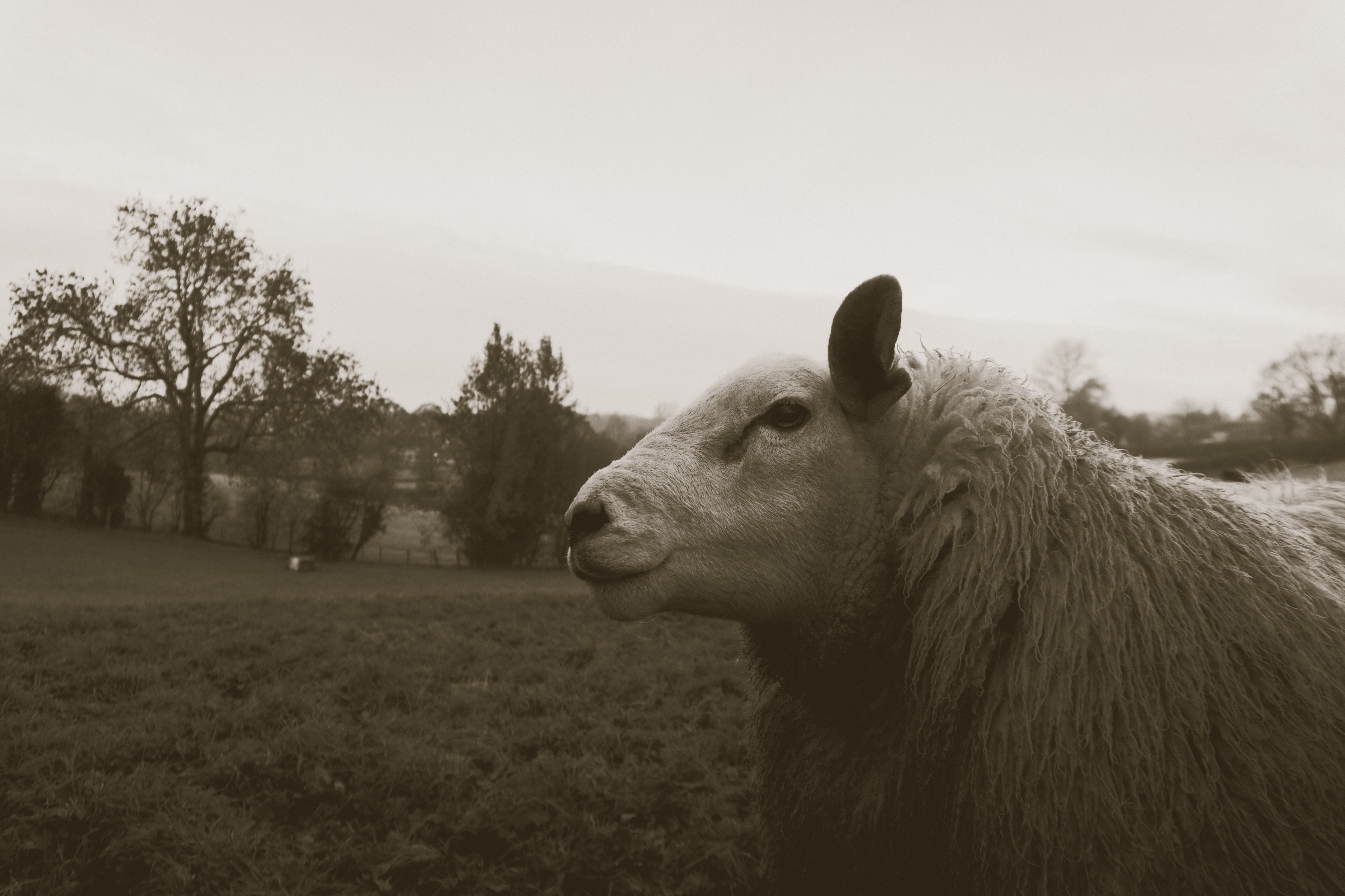 countryside, blakc and white, mammal, nature, field, sky, land, animal body part, farm, animal, tree, shropshire, livestock, side view, no people, wool, HD Wallpaper