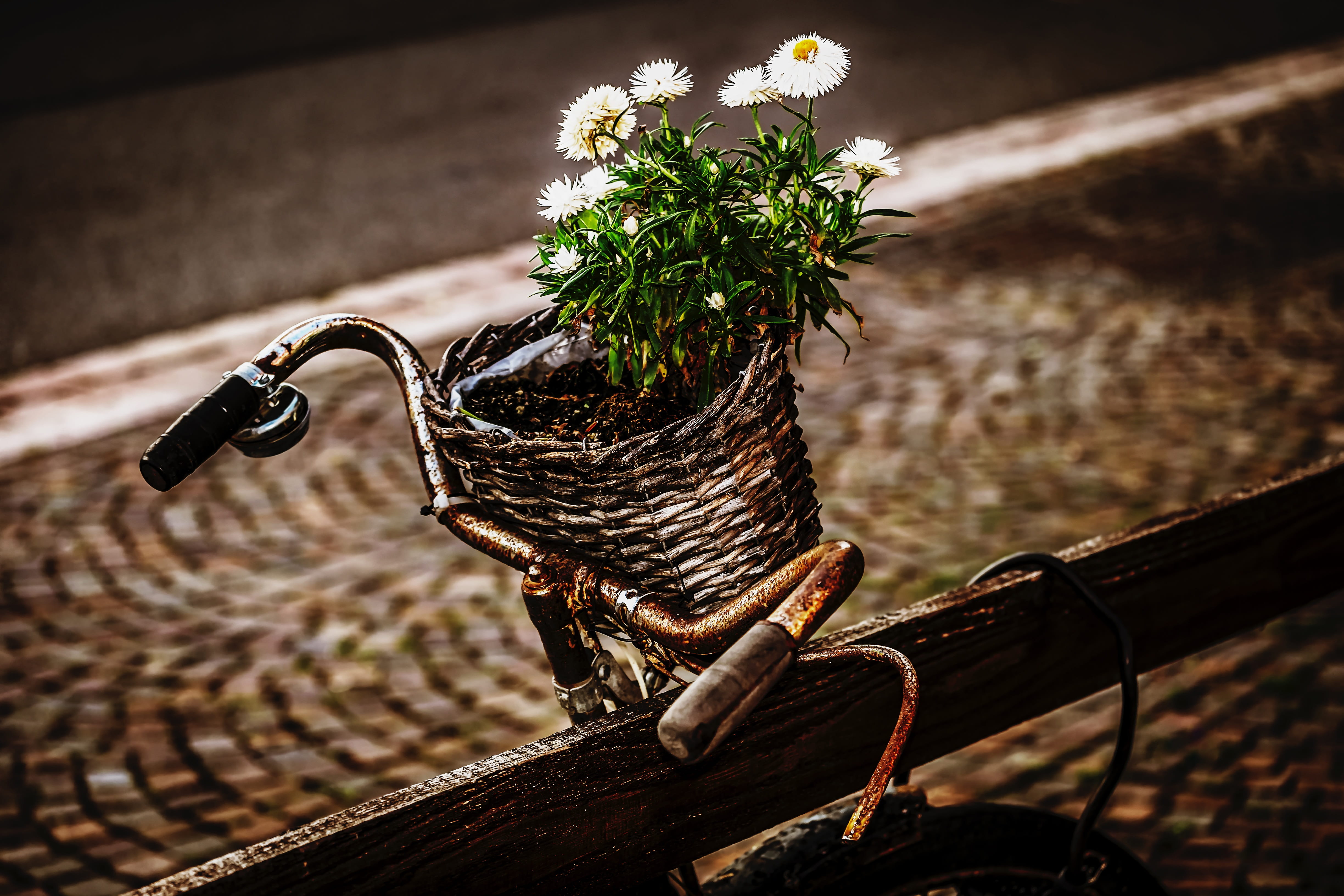 faucet, freshness, sunlight, close-up, plant, outdoors, fragility, no people, water, deco, two wheeled vehicle, vulnerability, basket, 4K, selective focus, HD Wallpaper