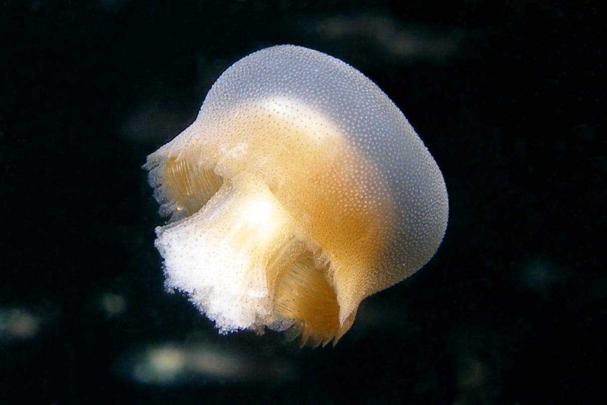 nature, bazingidae, underwater, sea life, no people, outdoors, Rhizostomae, ptychophorae, one animal, animal wildlife, marine, sea, animal, 480P, Jellyfish, HD Wallpaper