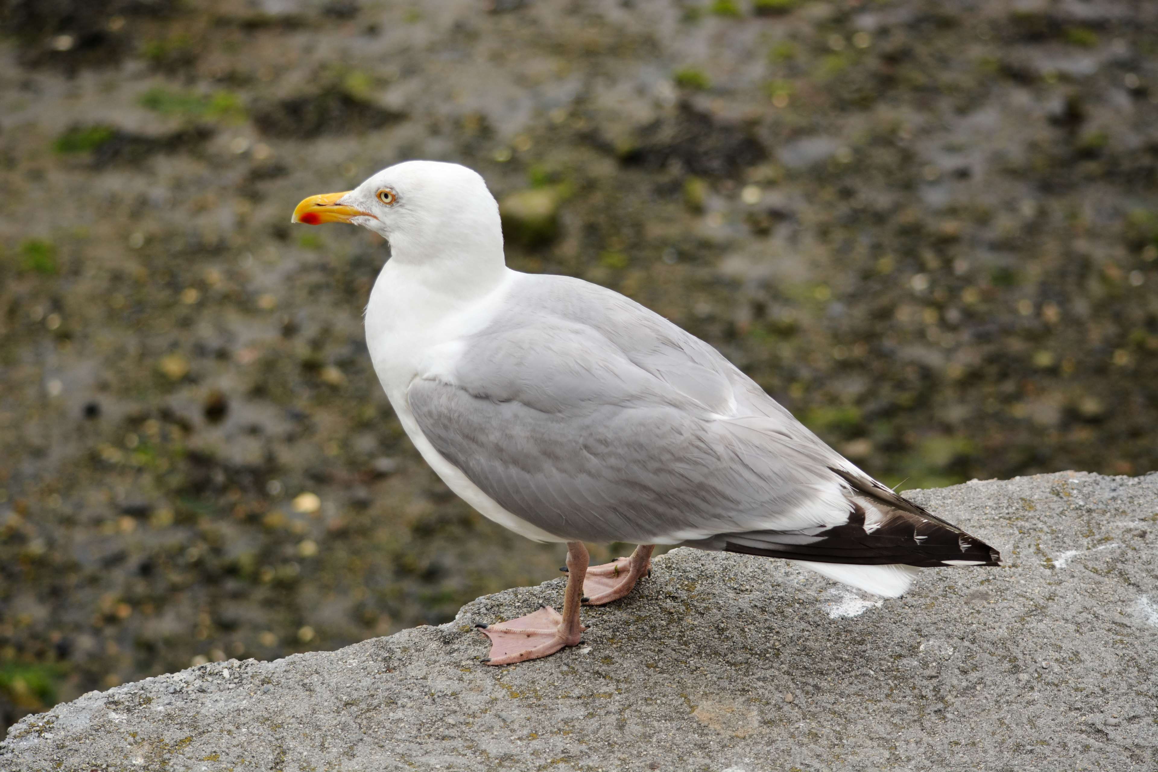 perching, seagull, solid, day, de mer oiseau, full length, goland, vertebrate, oiseau, animals in the wild, animalier, animal themes, rock - object, side view, HD Wallpaper