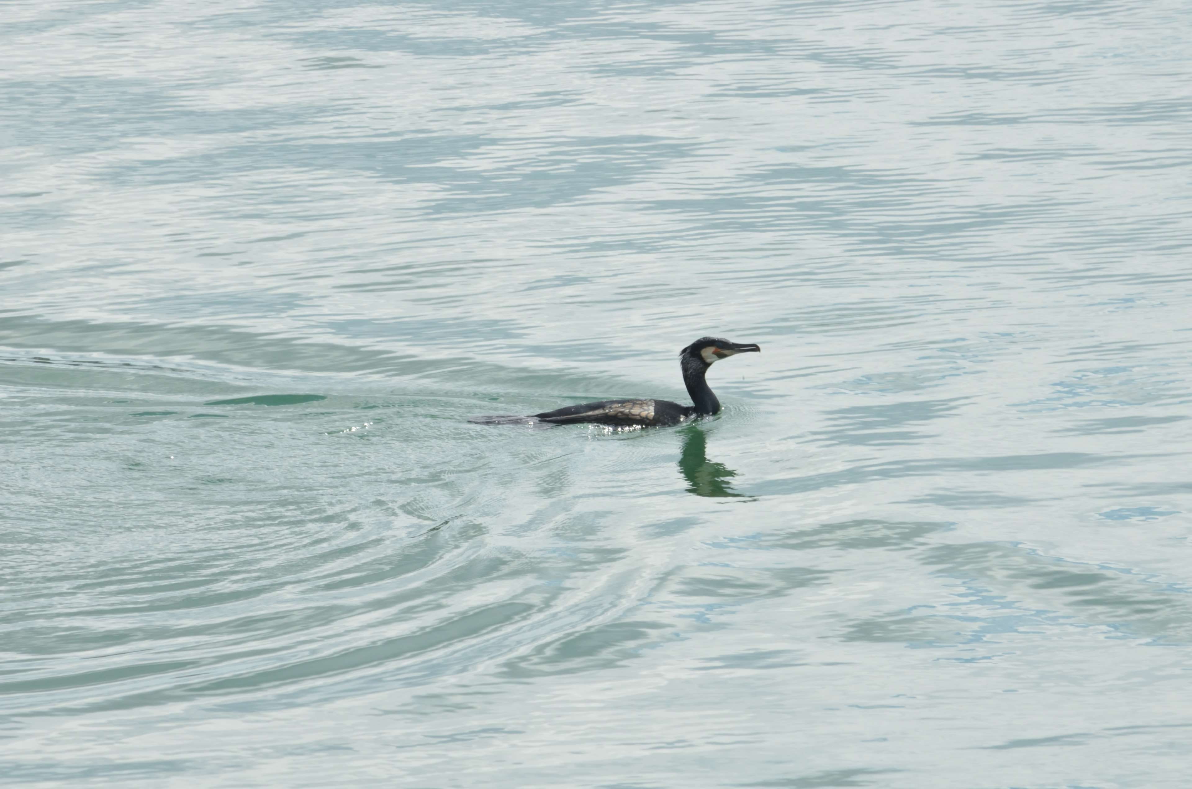 water, bird, oiseau pcheur, animalier, one animal, motion, animal wildlife, animal, outdoors, vertebrate, animal themes, side view, swimming, sea, cormoran, HD Wallpaper