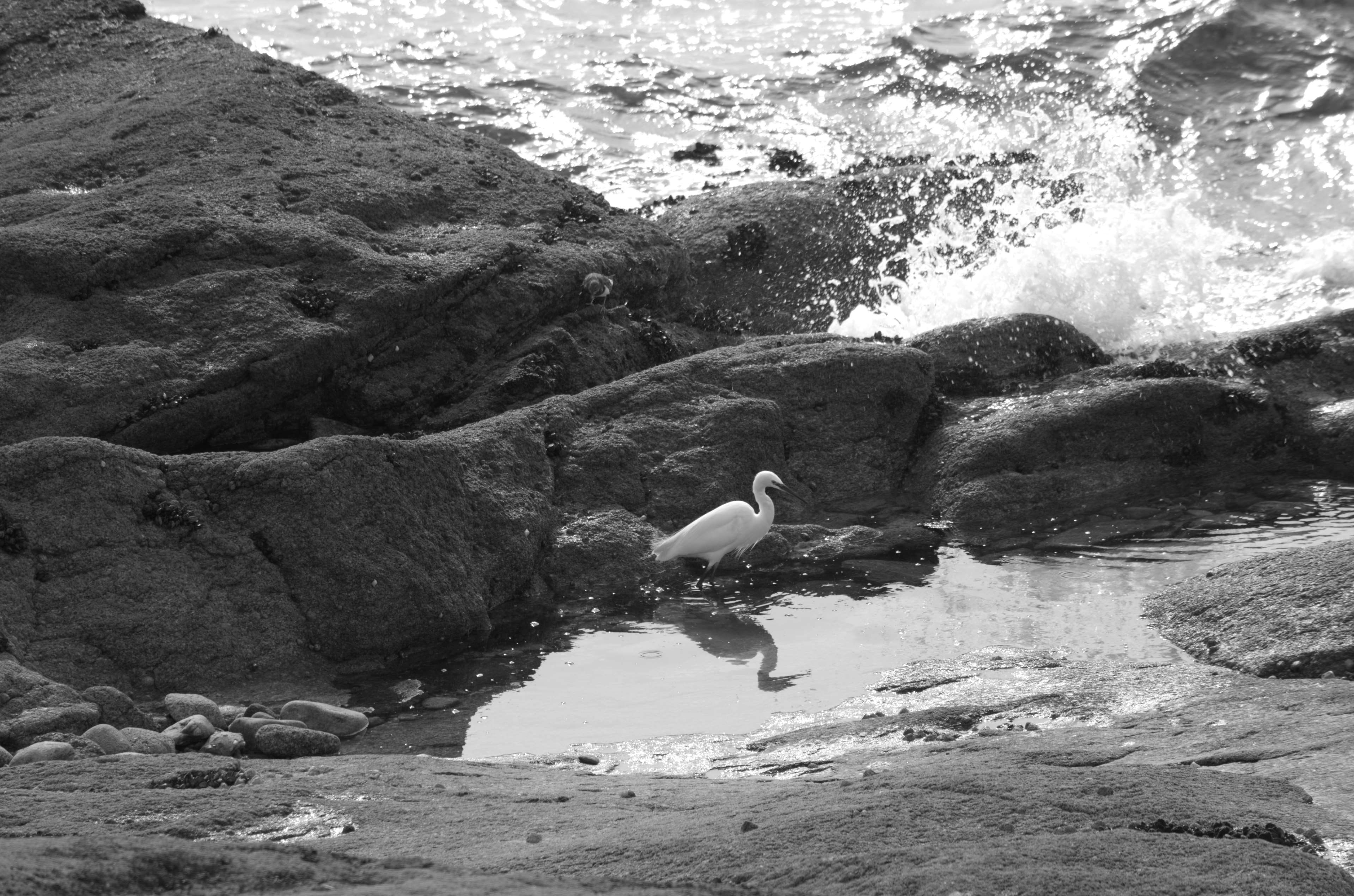 motion, animal, sea, solid, aigrette, oiseau sauvage, oiseau blanc, chassier, long bec, animals in the wild, vertebrate, animal wildlife, power in nature, HD Wallpaper