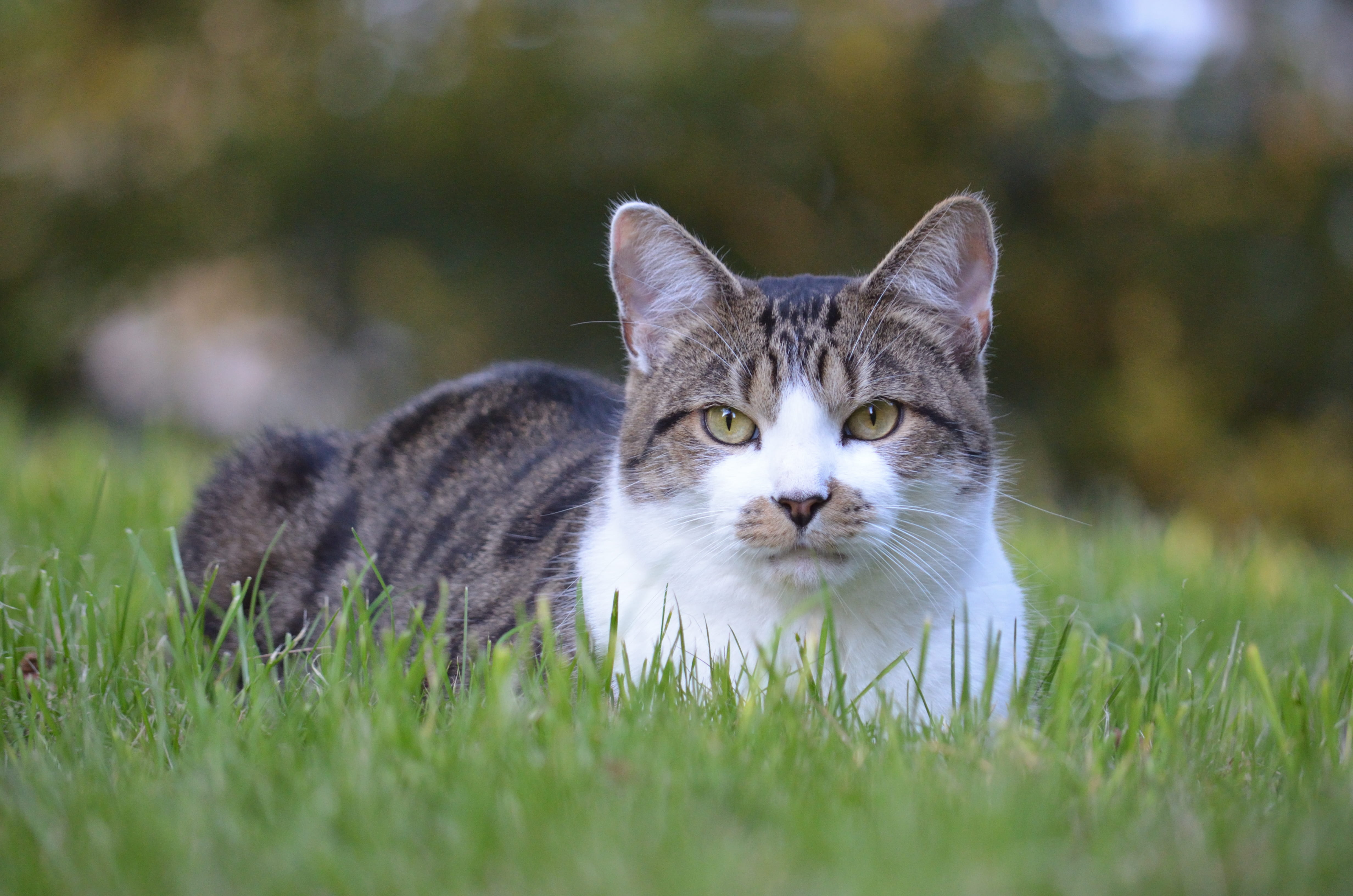 tabby, mammal, grass, field, animal themes, portrait, vertebrate, selective focus, cat, 4K, domestic cat, whisker, feline, plant, kitten, looking at camera, HD Wallpaper