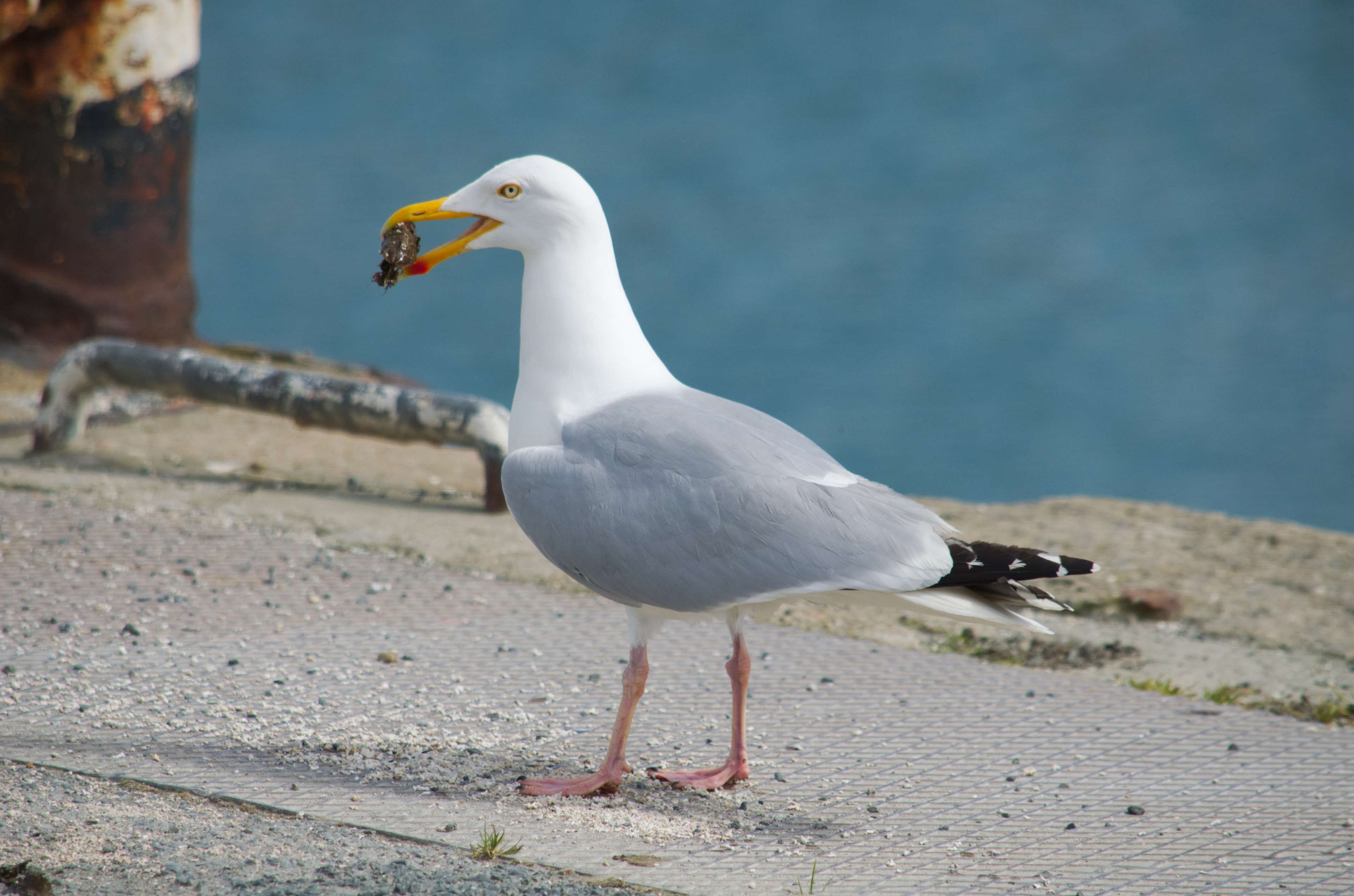 wall, mouth open, seagull, animal, animal wildlife, bird, no people, white color, beach, goland, plumage, one animal, la nature, perching, faune, 4K, close-up, HD Wallpaper