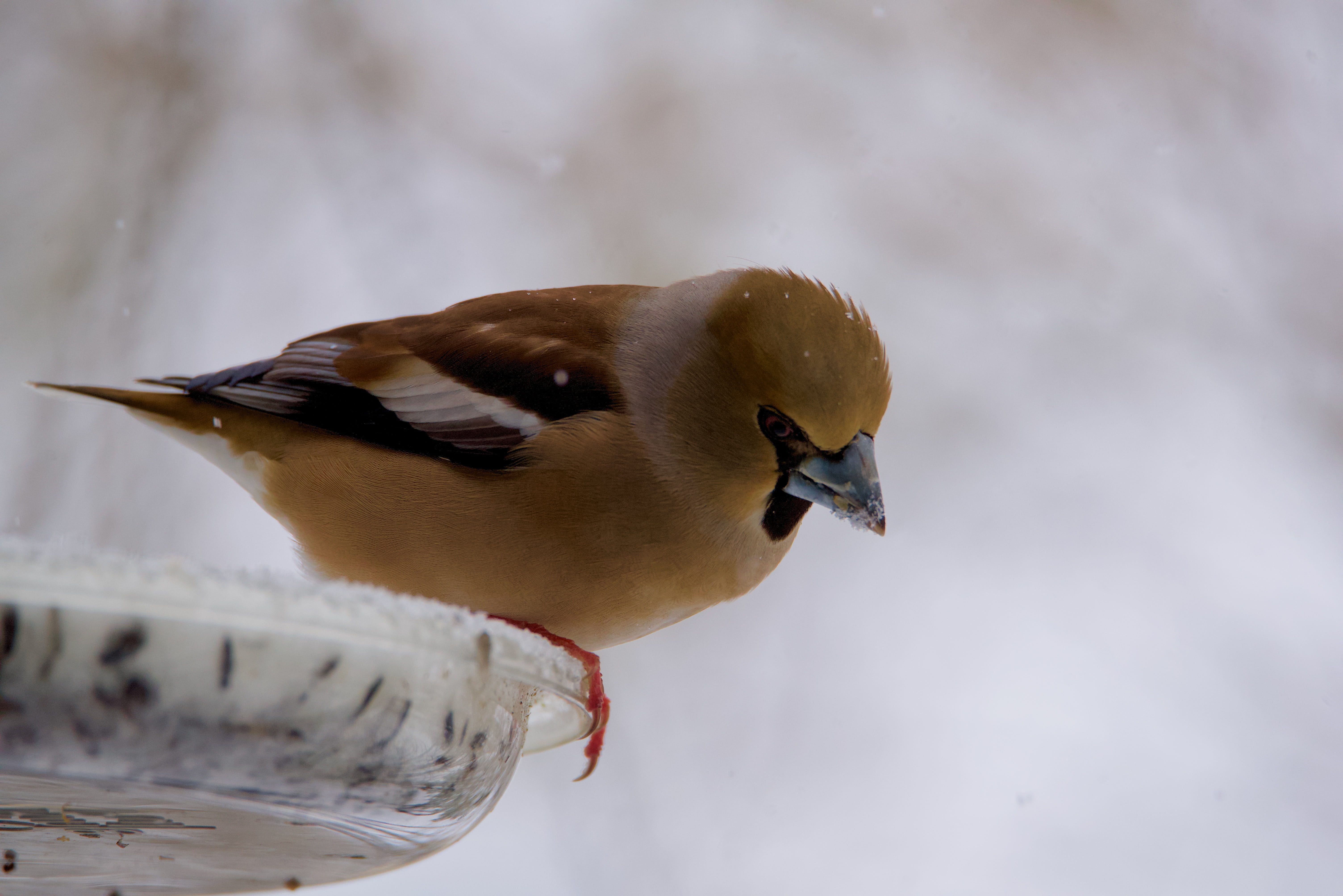 focus on foreground, animal wildlife, animals in the wild, fauna, gros bec casse-core, no people, vertebrate, winter, snow, cold temperature, close-up, HD Wallpaper