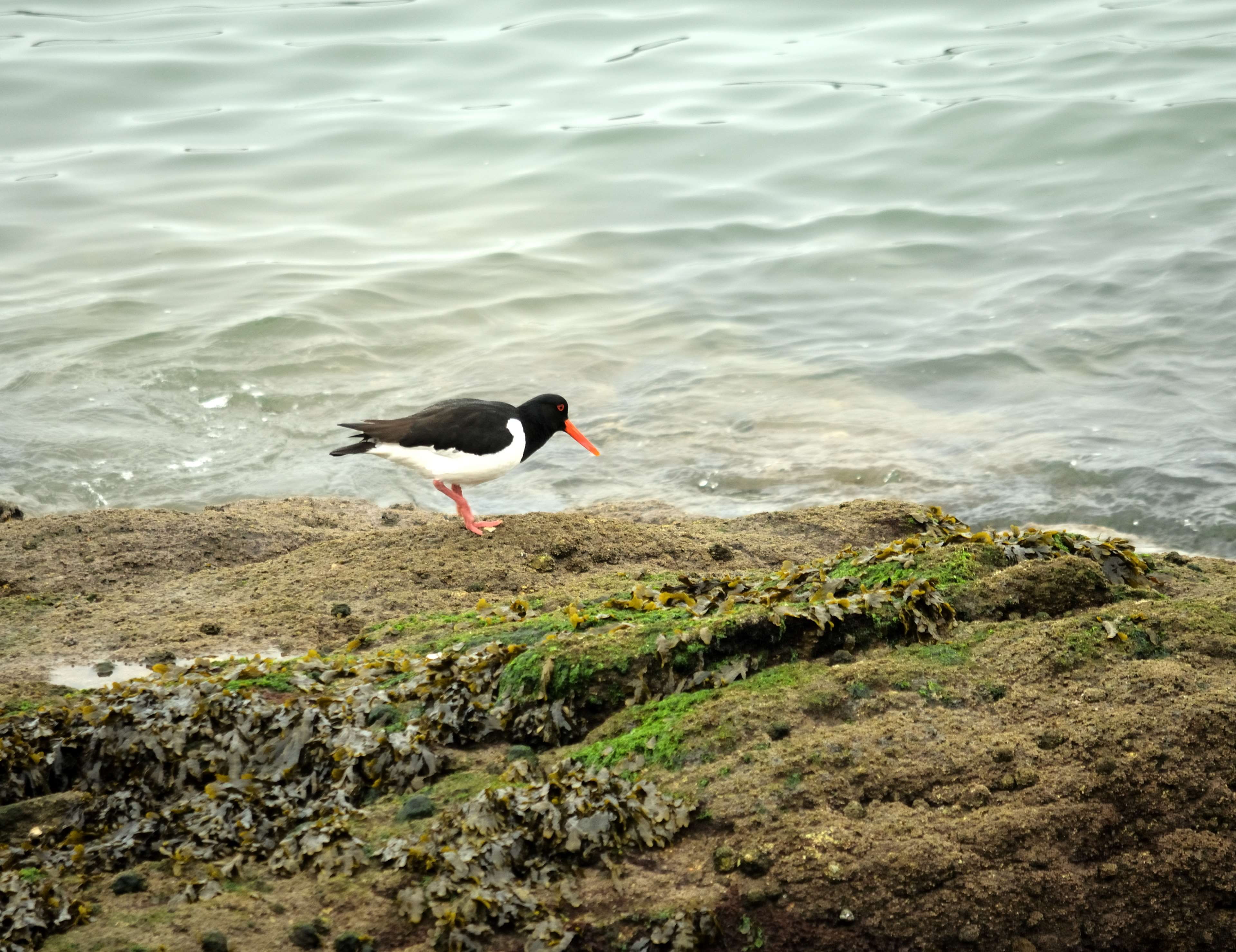 faune, sea, nature, bird, animal themes, bec, day, oiseau de mer, plus anim, ornithologie, huitrier, rock - object, animal wildlife, plumage, land, water, HD Wallpaper
