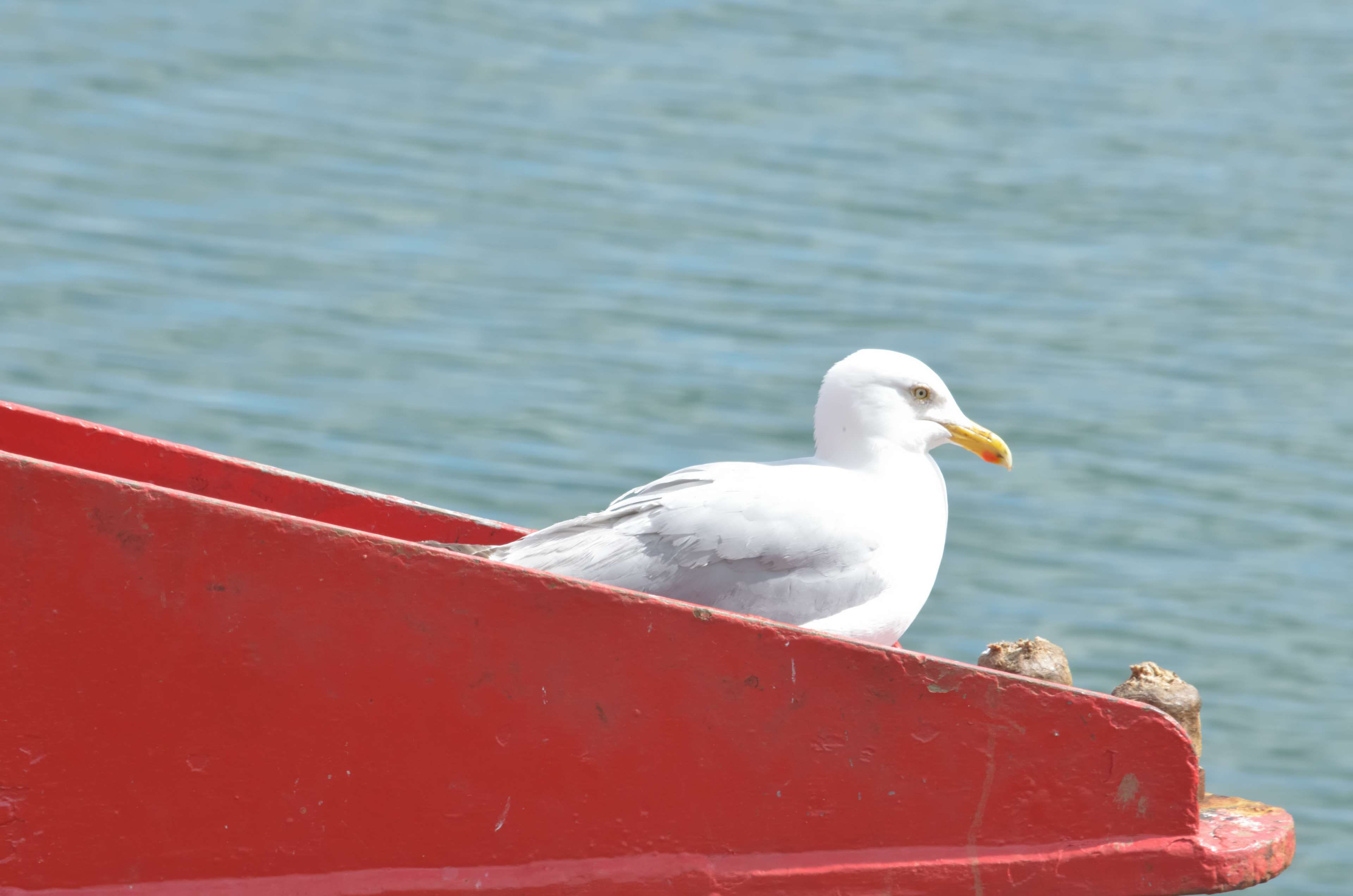 faune, goland, red, nature, plumage, water, day, seagull, sea, animal wildlife, plus anim, animals in the wild, animal themes, bec doiseau, white color, HD Wallpaper