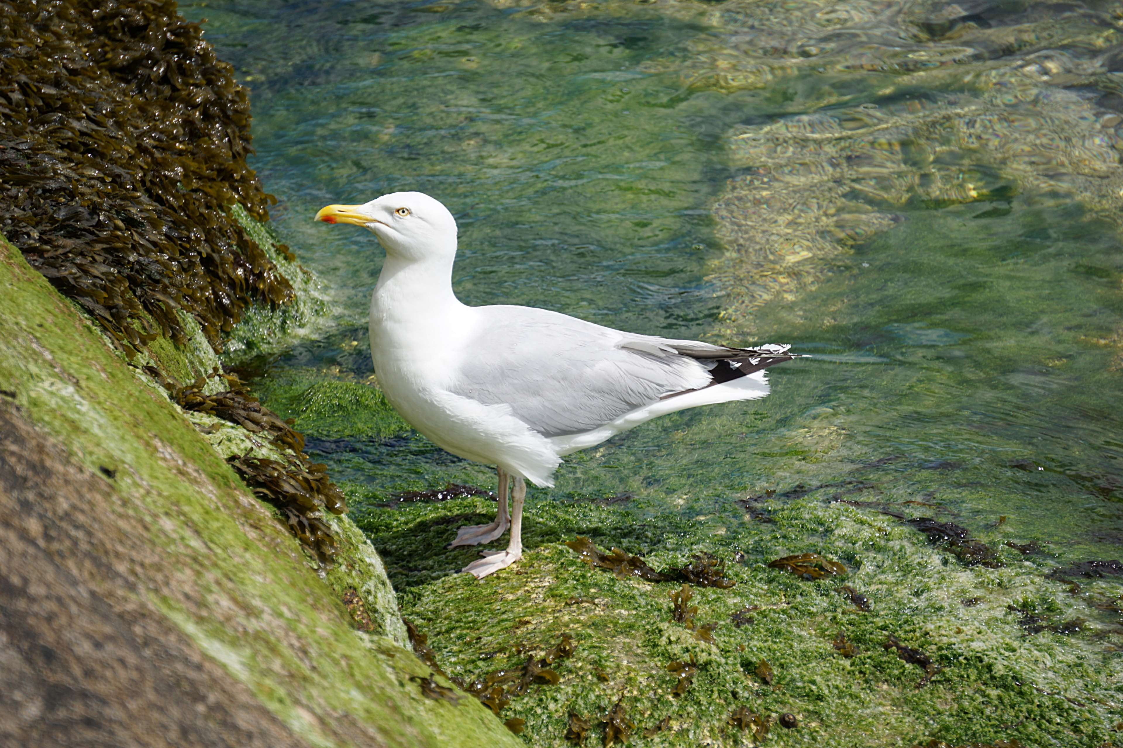 animal, eau, oiseau marin, solid, rock, 4K, nature, bird, day, goland, faune, rock - object, white color, animalier, animal sauvage, animal wildlife, perching, HD Wallpaper