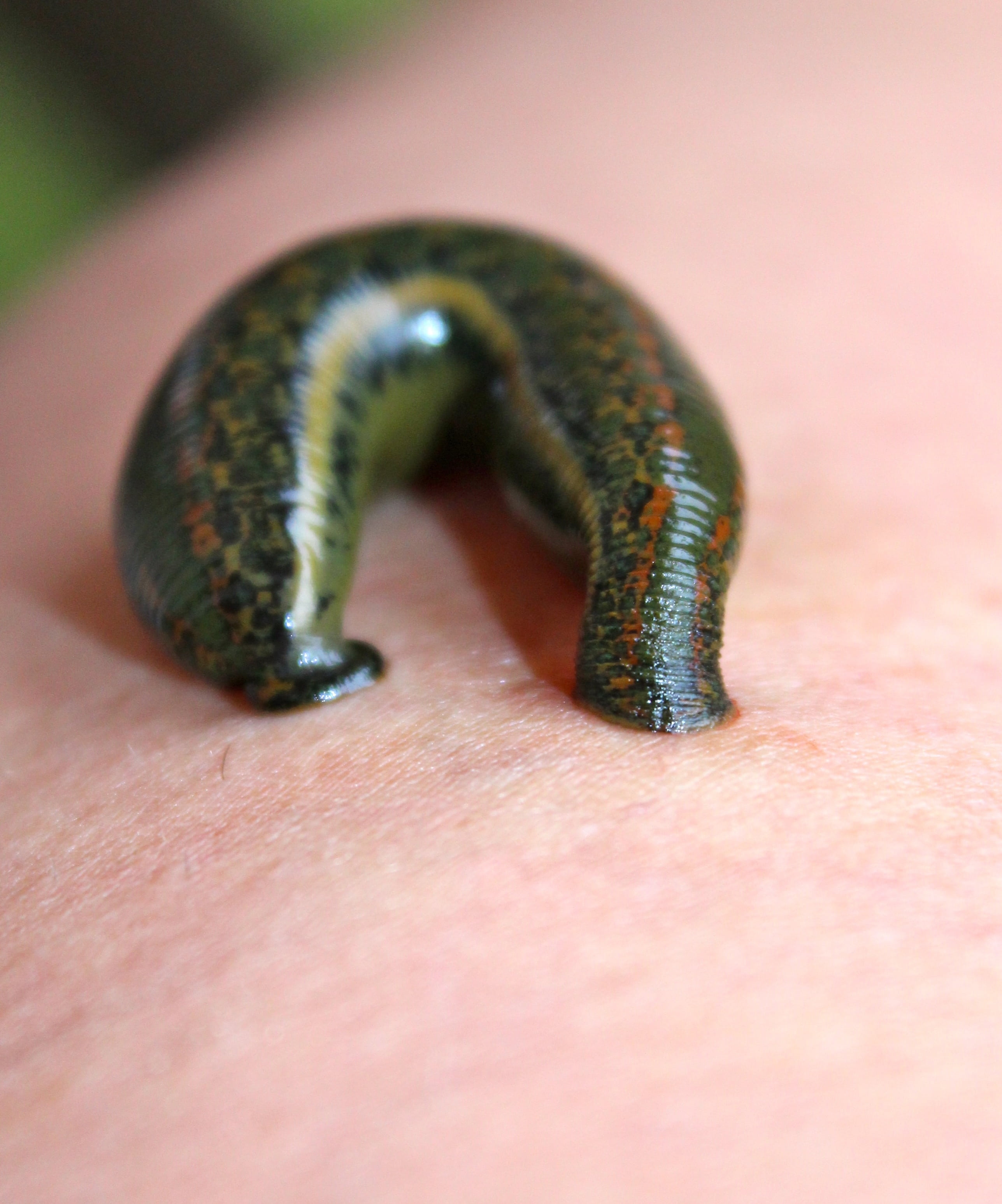 reptile, finger, hand, person, s, green, animal, leech therapy, unrecognizable person, one animal, one person, human hand, animals in the wild, selective focus, Phone HD Wallpaper