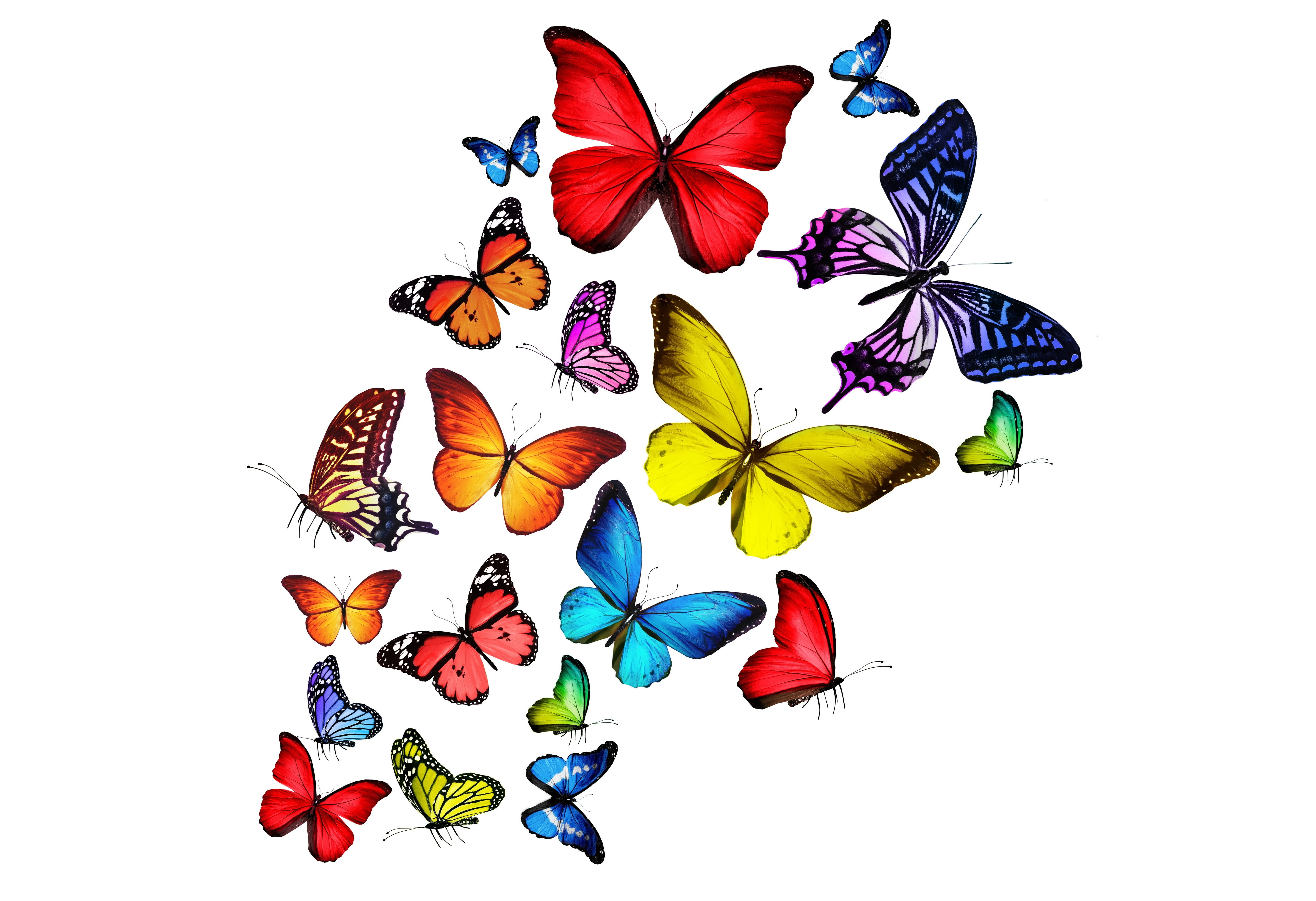 illustration, cut out, decoration, bright, lepidoptera, creativity, choice, isolated, colors, design Element, 5K, vibrant Color, representation, purple, HD Wallpaper