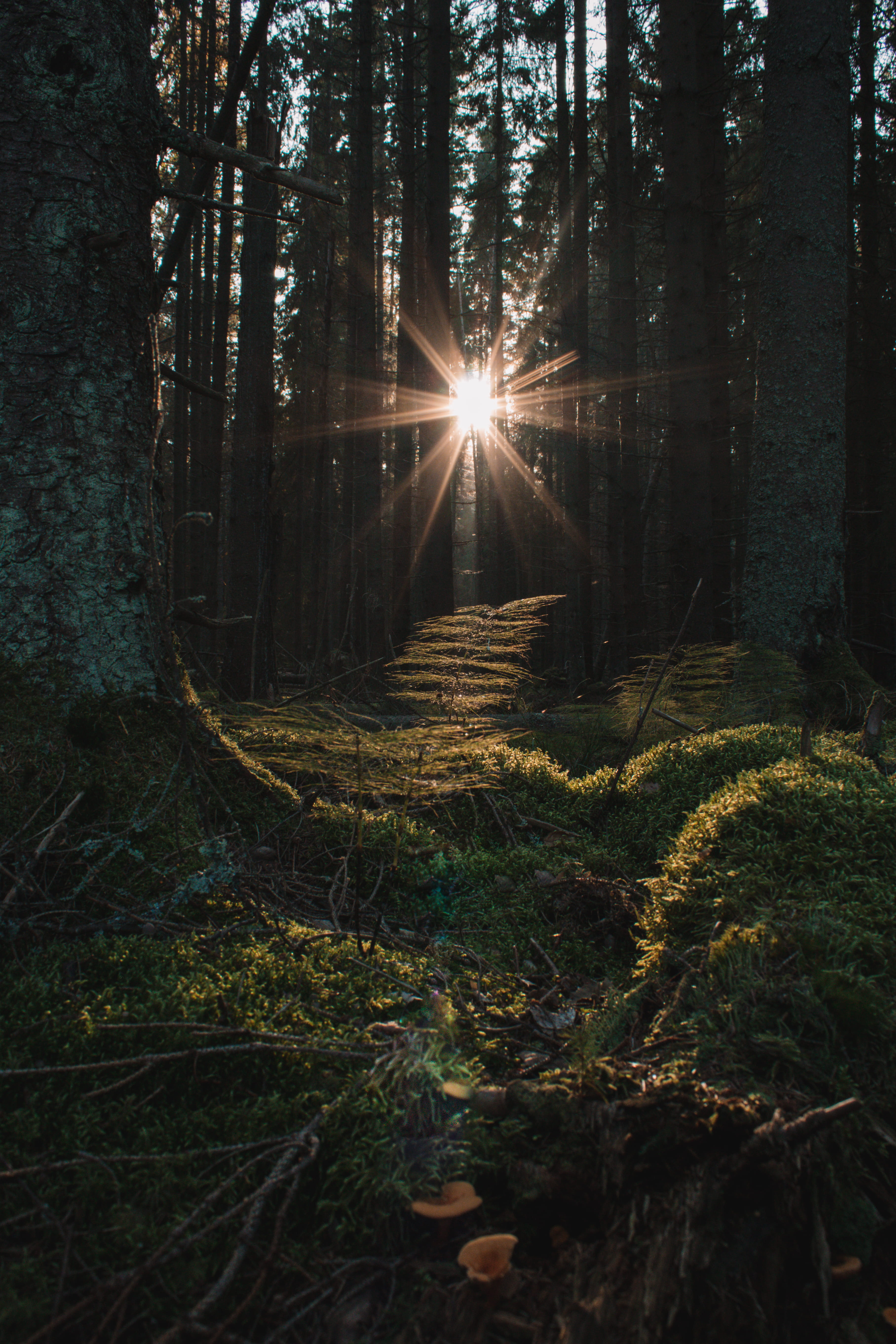 corridor, 5K, plant, mushroom, tree trunk, forest, day, no people, hollow, light, autumn, sun, scenics - nature, nature, field, non-urban scene, Phone HD Wallpaper