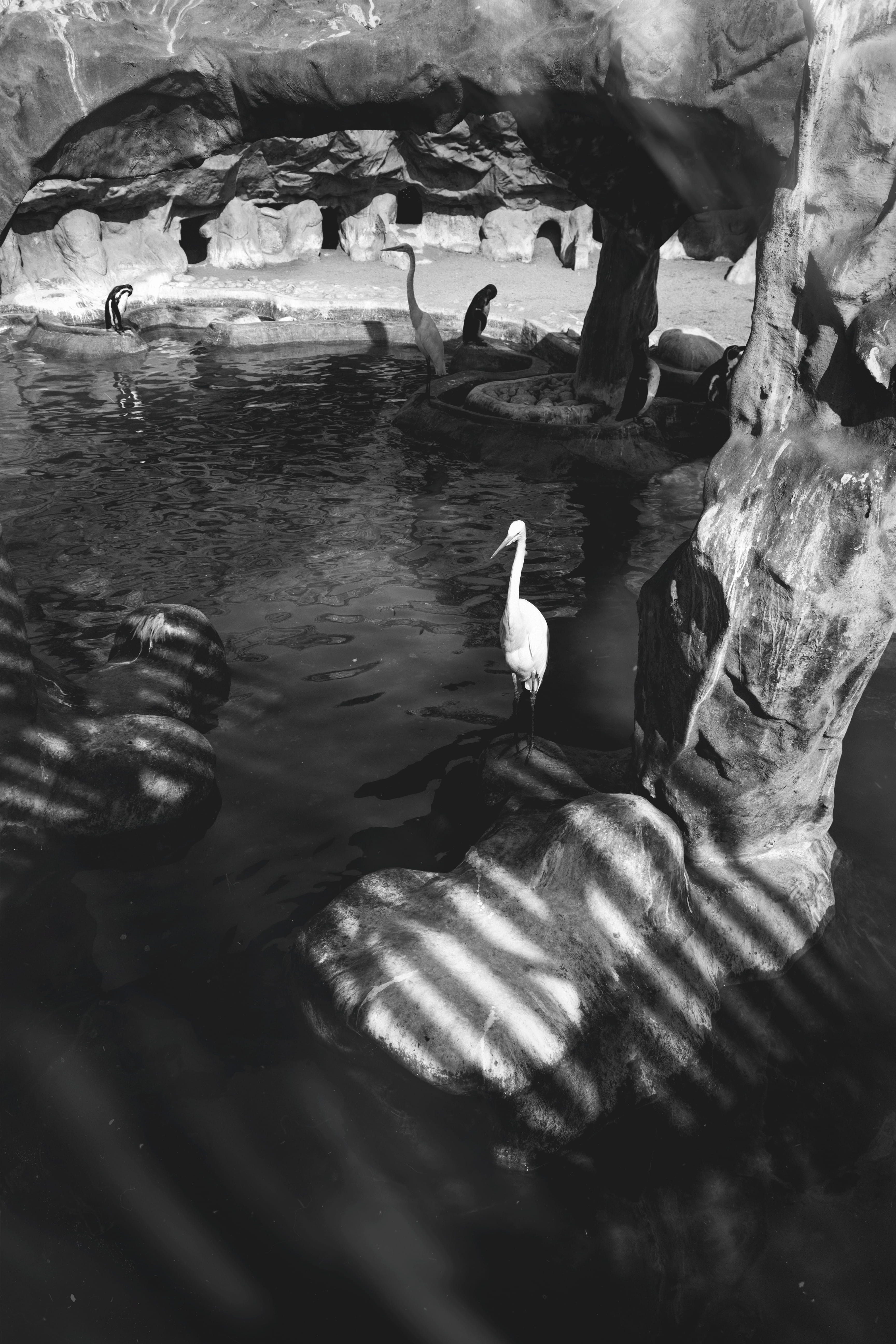 shadows, blackandwhite, animal neck, 5K, outdoors, lagoon, animal, igersperu, group of animals, canon, ate, animal wildlife, lake, igerslima, duck, swimming, Phone HD Wallpaper
