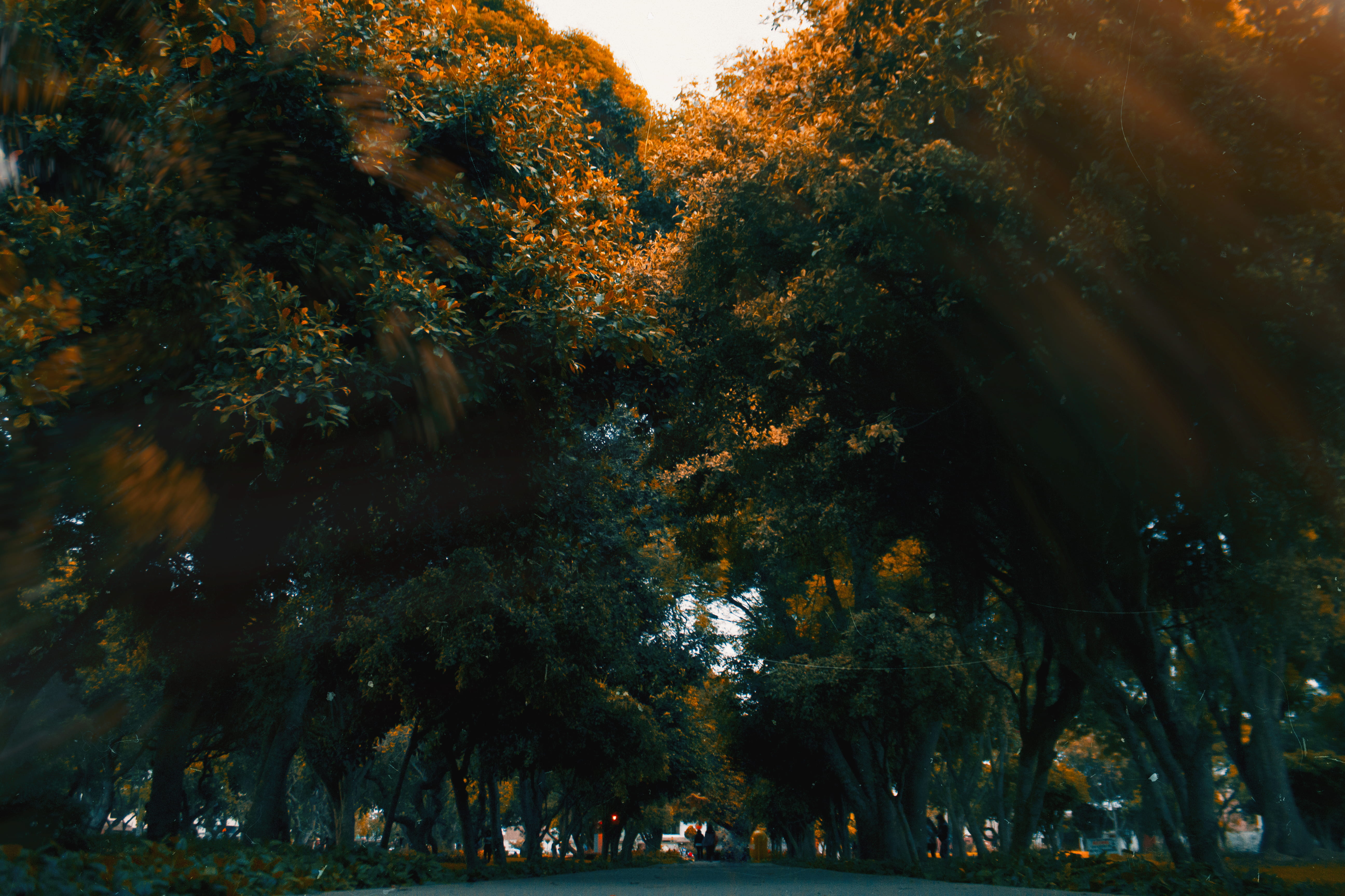 tree, colors, real people, green color, canonphotos, unsplash, nature, group of people, people, landscape, 5K, lima, beauty in nature, HD Wallpaper