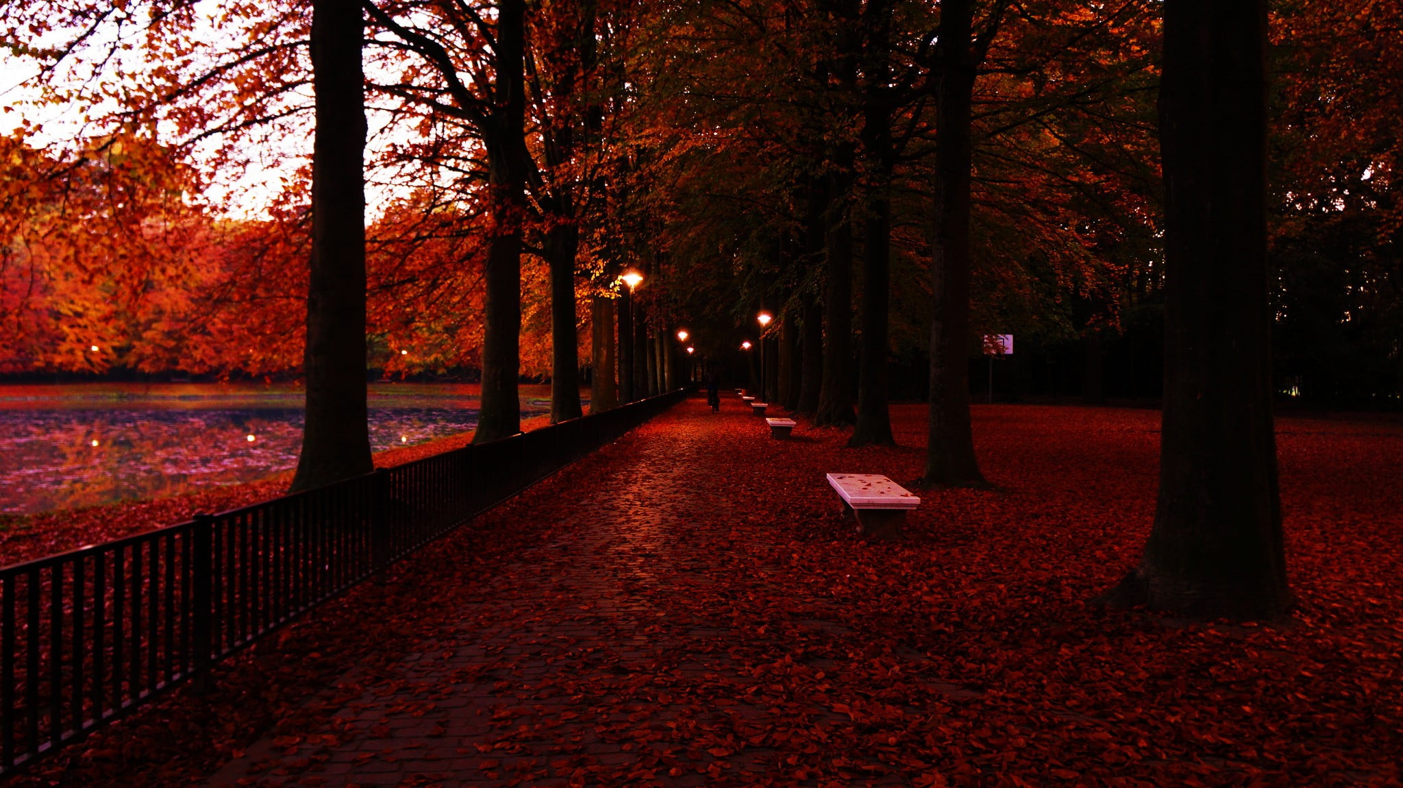 park, direction, autumn, park bench, trees, plant, fall, leaf, footpath, tranquil scene, autumn collection, diminishing perspective, plant part, photography, HD Wallpaper