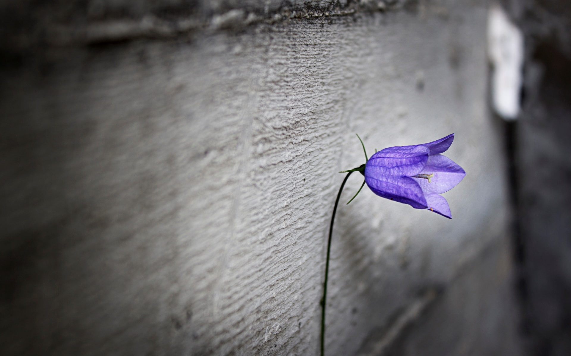 blur, flowers, 1080P, HD, purple, widescreen, background, flower, loneliness, full screen, HD Wallpaper