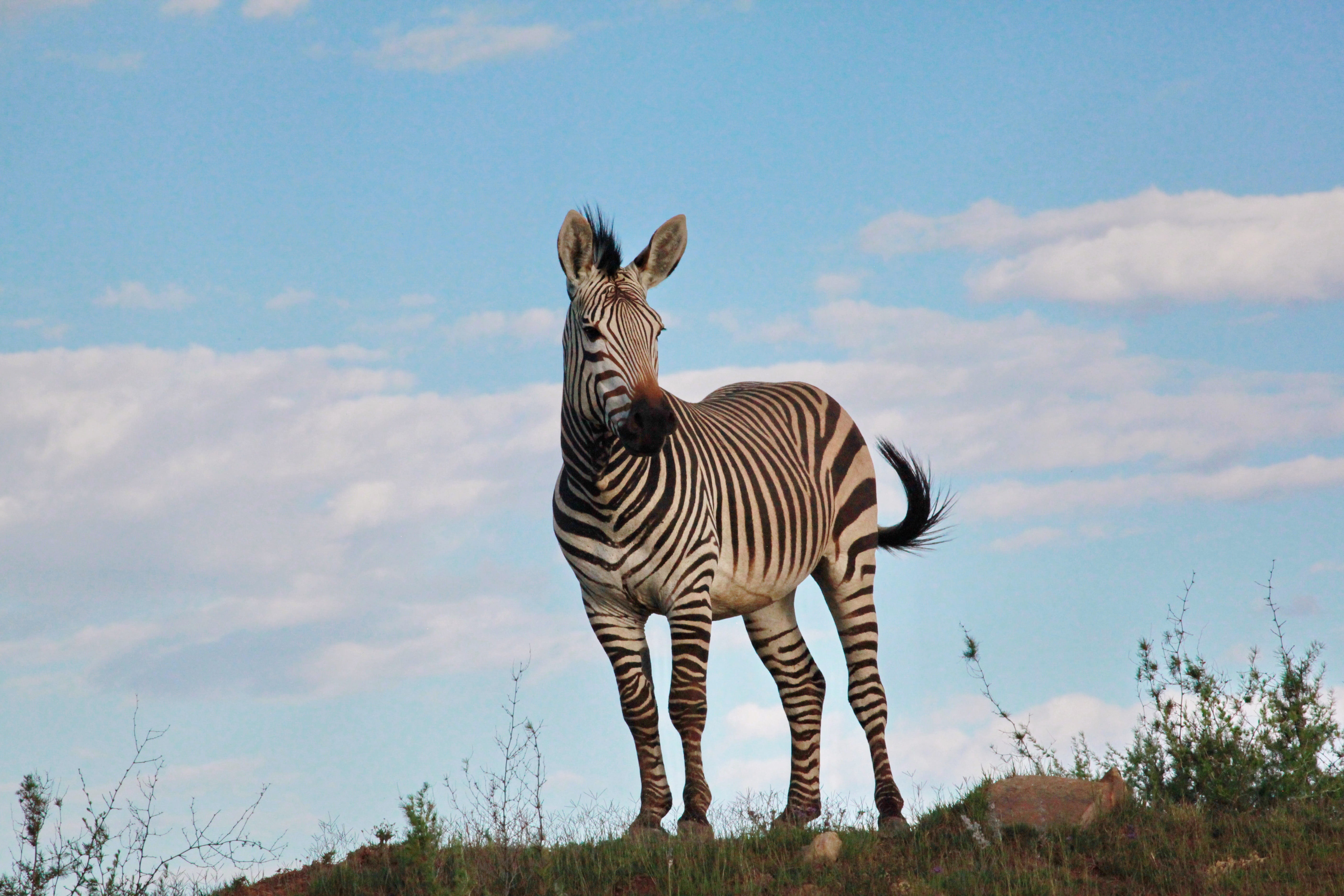 herbivorous, striped, cloud - sky, sky, day, wildlife, no people, animal, vertebrate, animal themes, mountain zebra, portrait, safari, domestic animals, HD Wallpaper