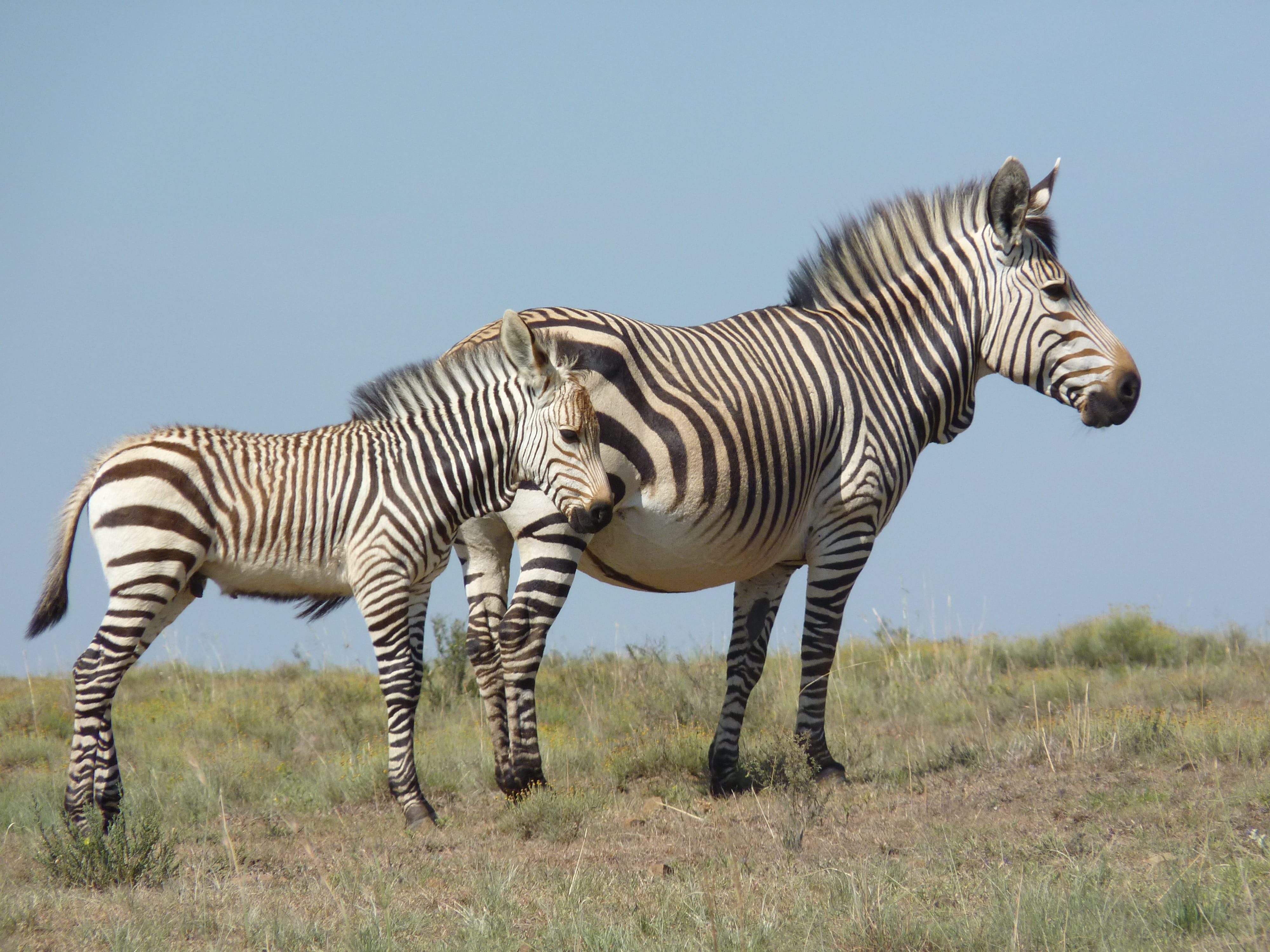 4K, south africa, animals in the wild, two animals, day, animal themes, group of animals, animal portrait, safari, baby, outdoors, mother, bergzbra, sky, HD Wallpaper
