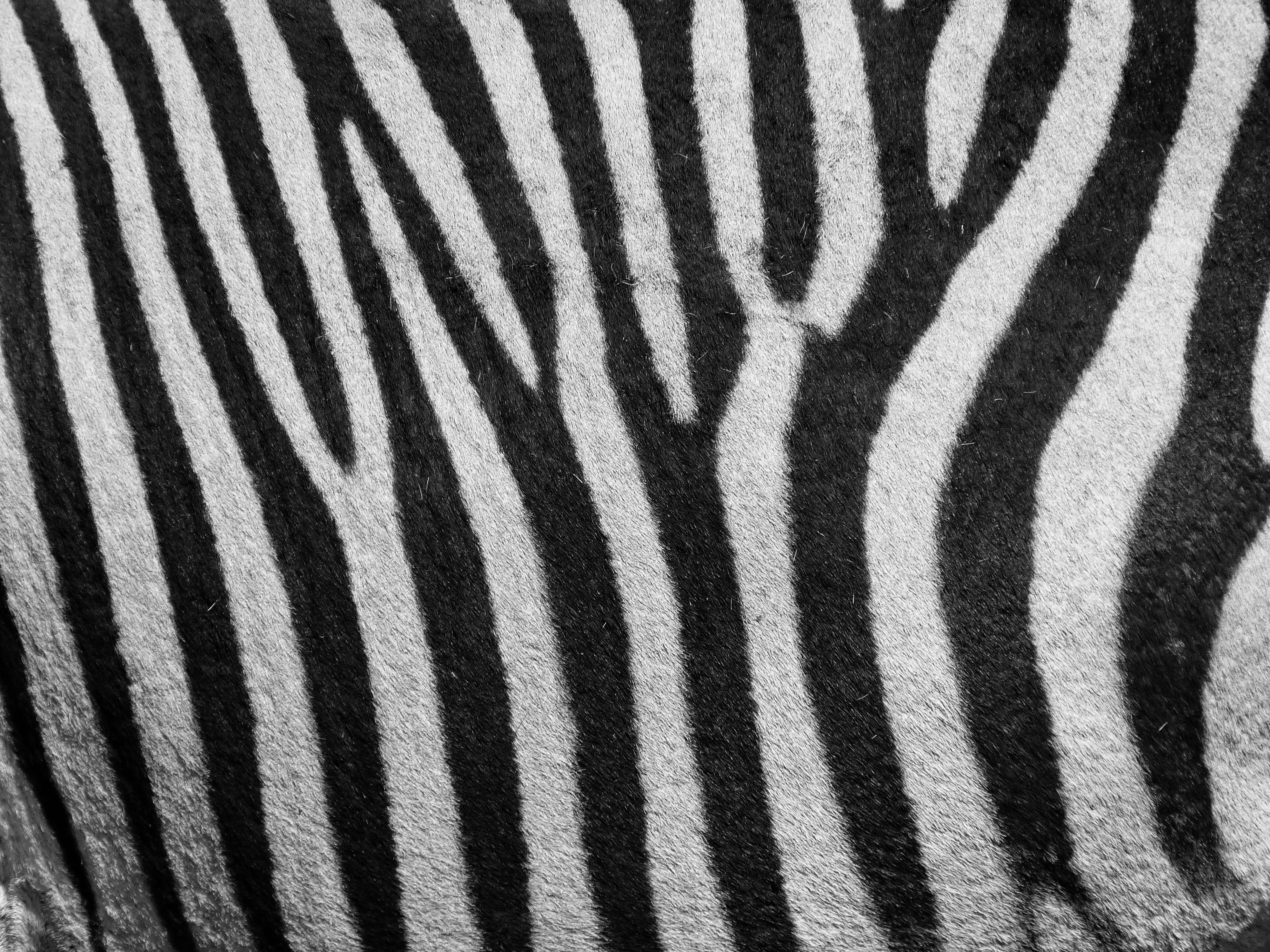 outdoors, zebra, safari, animal, stripes, close up, herd, hartmanns, full frame, natural pattern, nature, animals in the wild, herbivorous, white, animal body part, HD Wallpaper