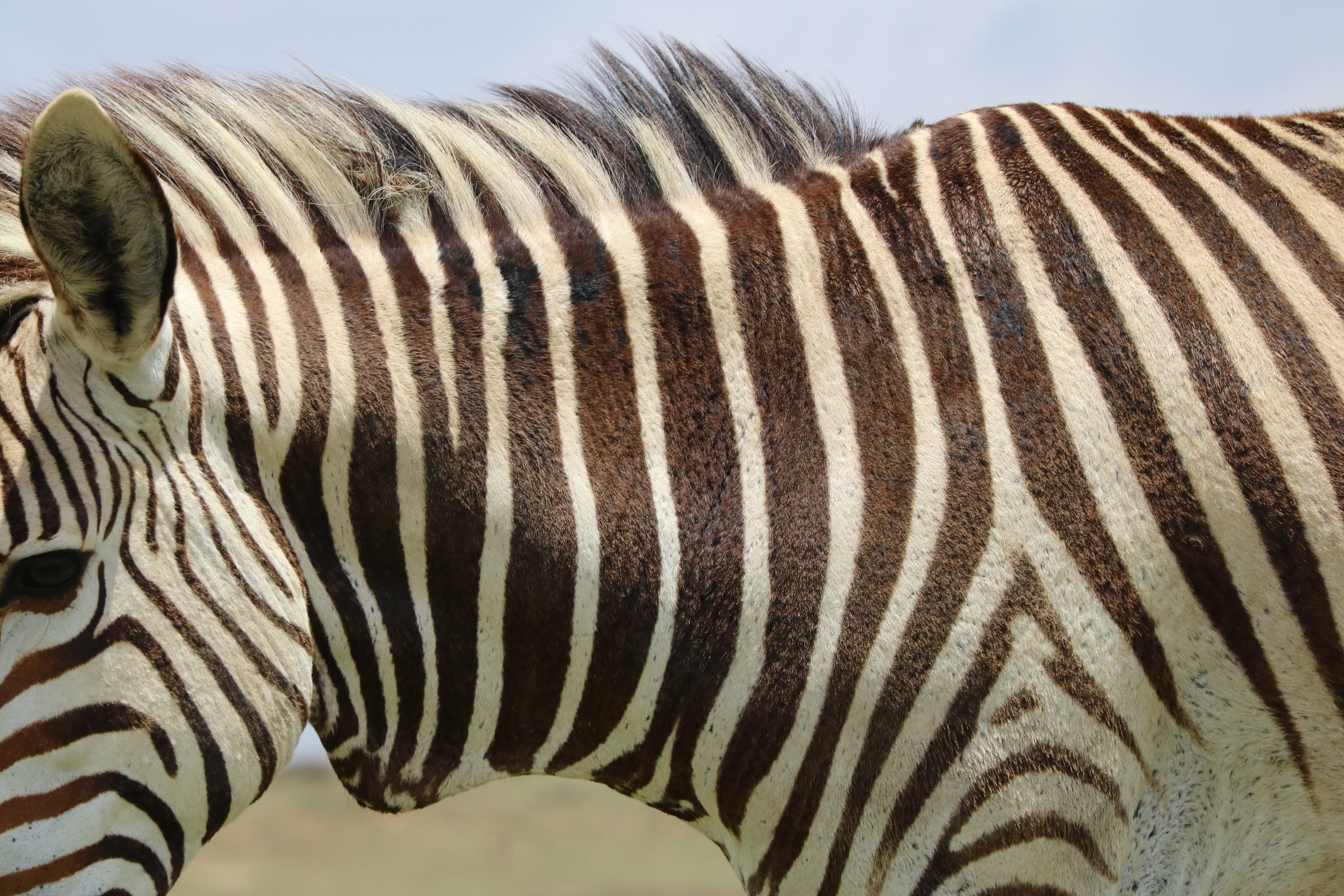 outdoors, hartmanns, mountain zebra, domestic animals, striped, portrait, hartmanns mountain zebras, close-up, animal markings, black and white, pattern, HD Wallpaper