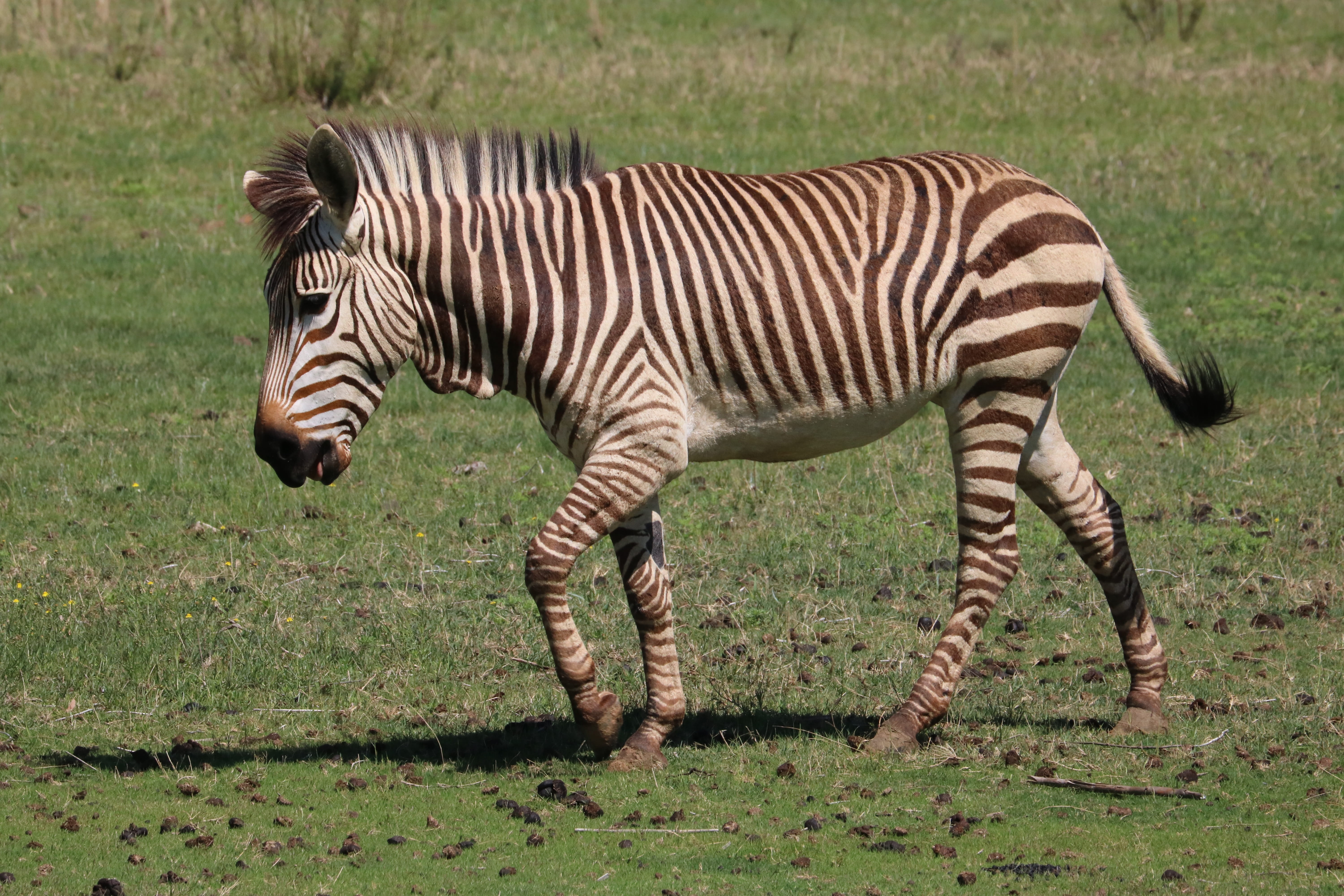 5K, hartmanns mountain zebras, animal themes, black and white, stripes, herbivorous, animal wildlife, full length, striped, mountain zebra, outdoors, no people, HD Wallpaper