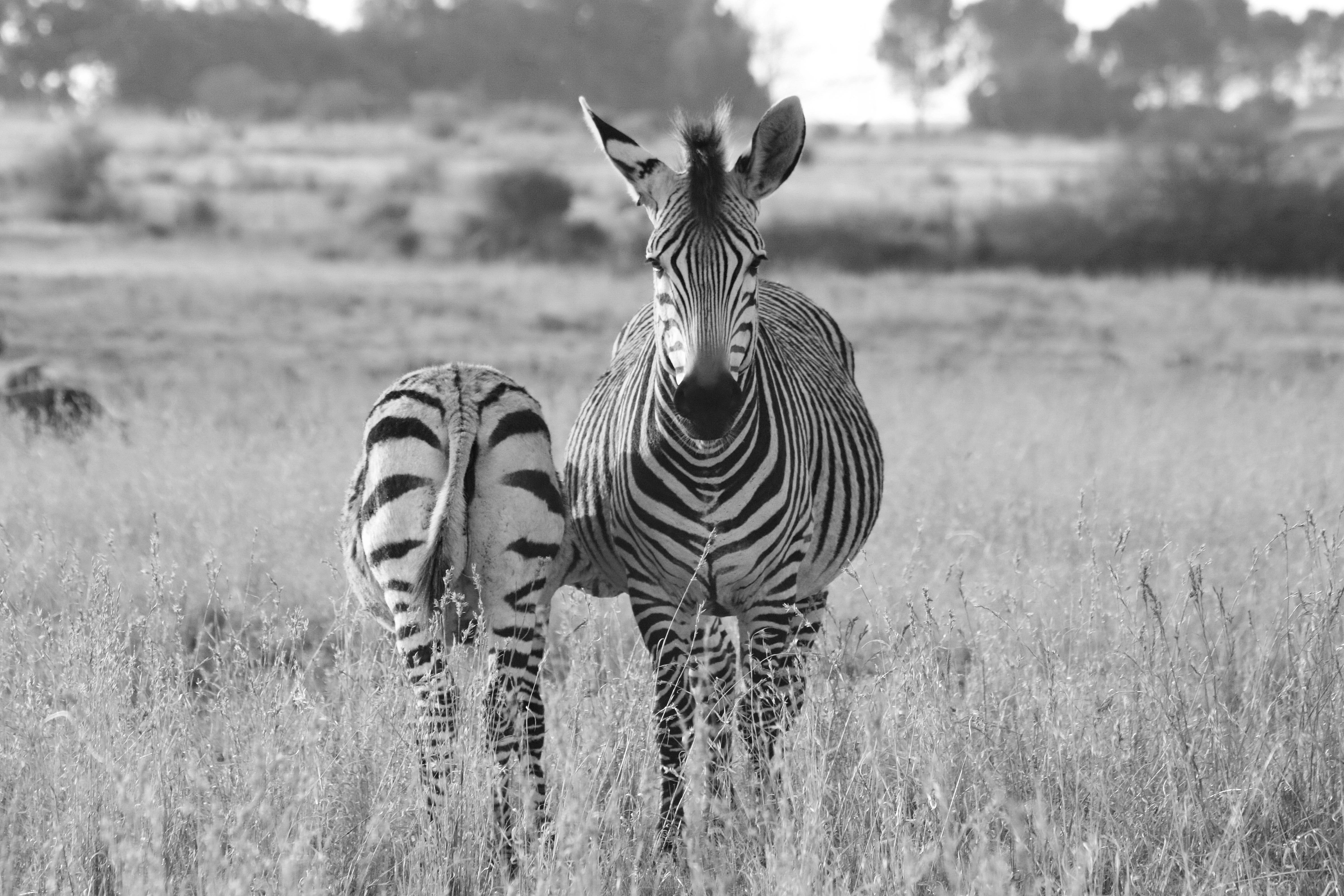wildlife, animal, plant, field, outdoors, no people, standing, stripes, africa, hartmanns mountain zebra, mother, nature, two animals, animal world, animal portrait, HD Wallpaper