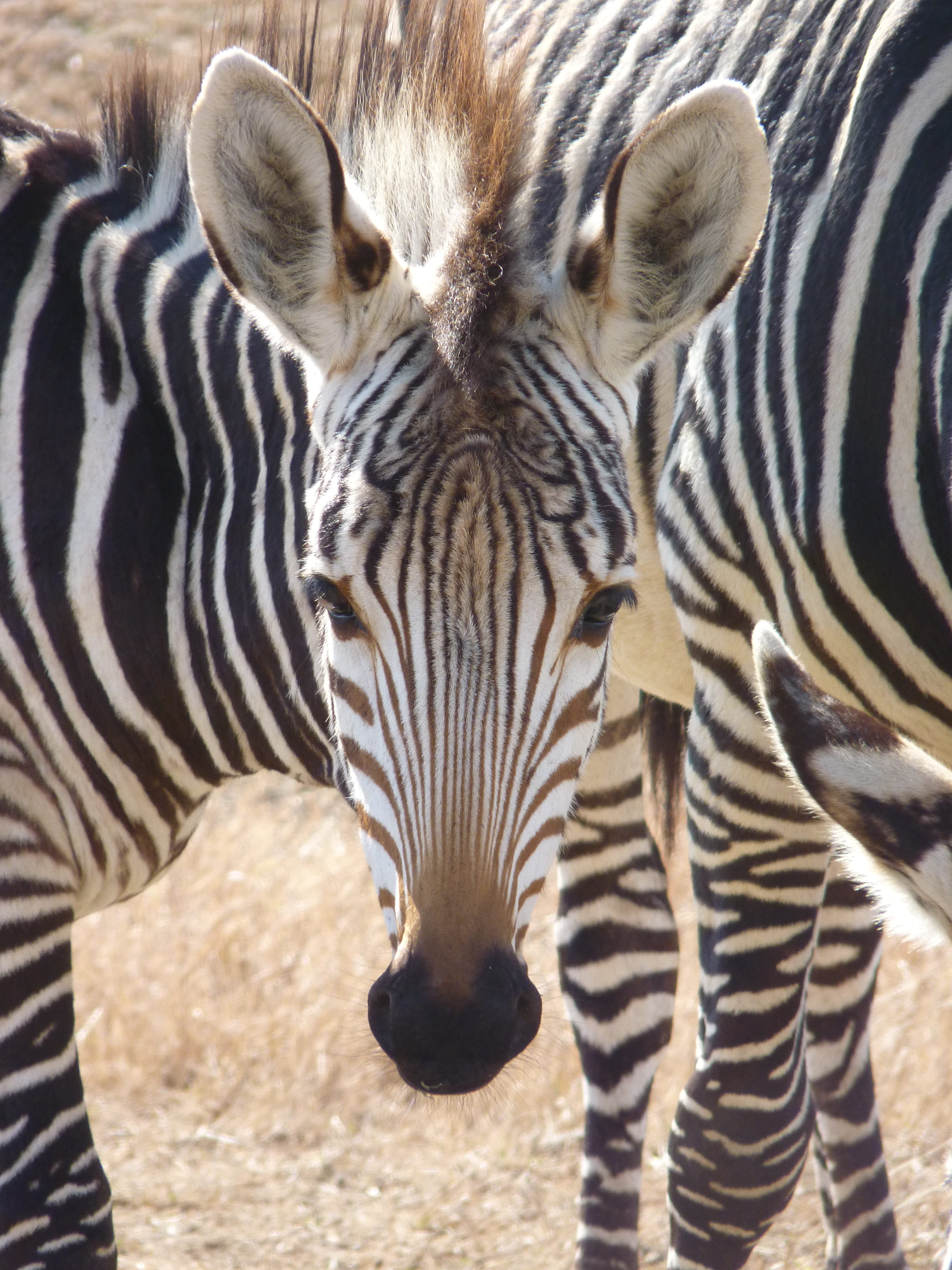 animal markings, eyes, vertebrate, ears, black, animal wildlife, close-up, mammal, striped, one animal, zebra, white, animals in the wild, 4K, portrait, Phone HD Wallpaper