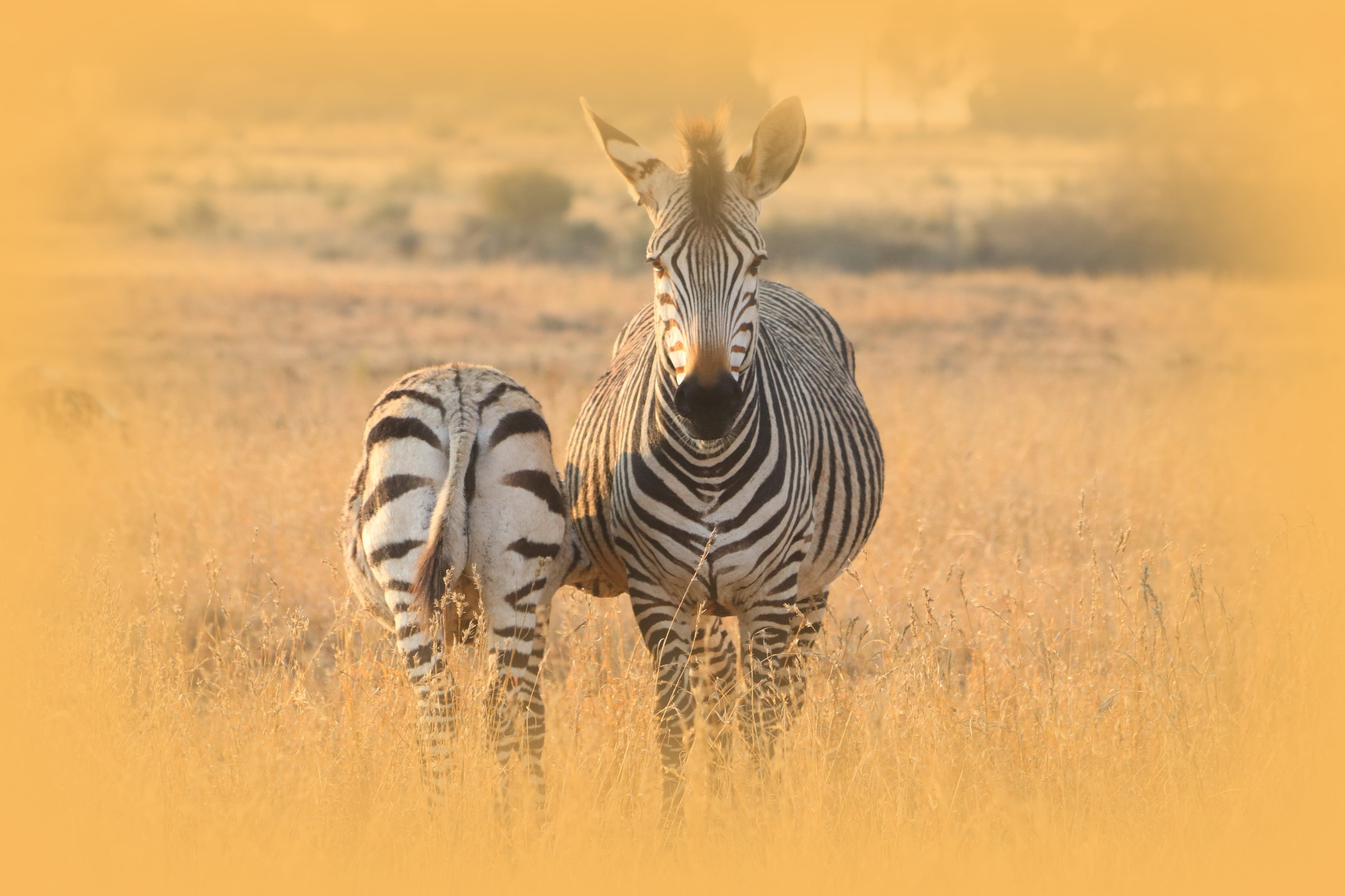 animal, nature, domestic animals, plant, standing, animal themes, portrait, sky, zebra, horse, stripes, animal portrait, 5K, animals in the wild, mammal, HD Wallpaper