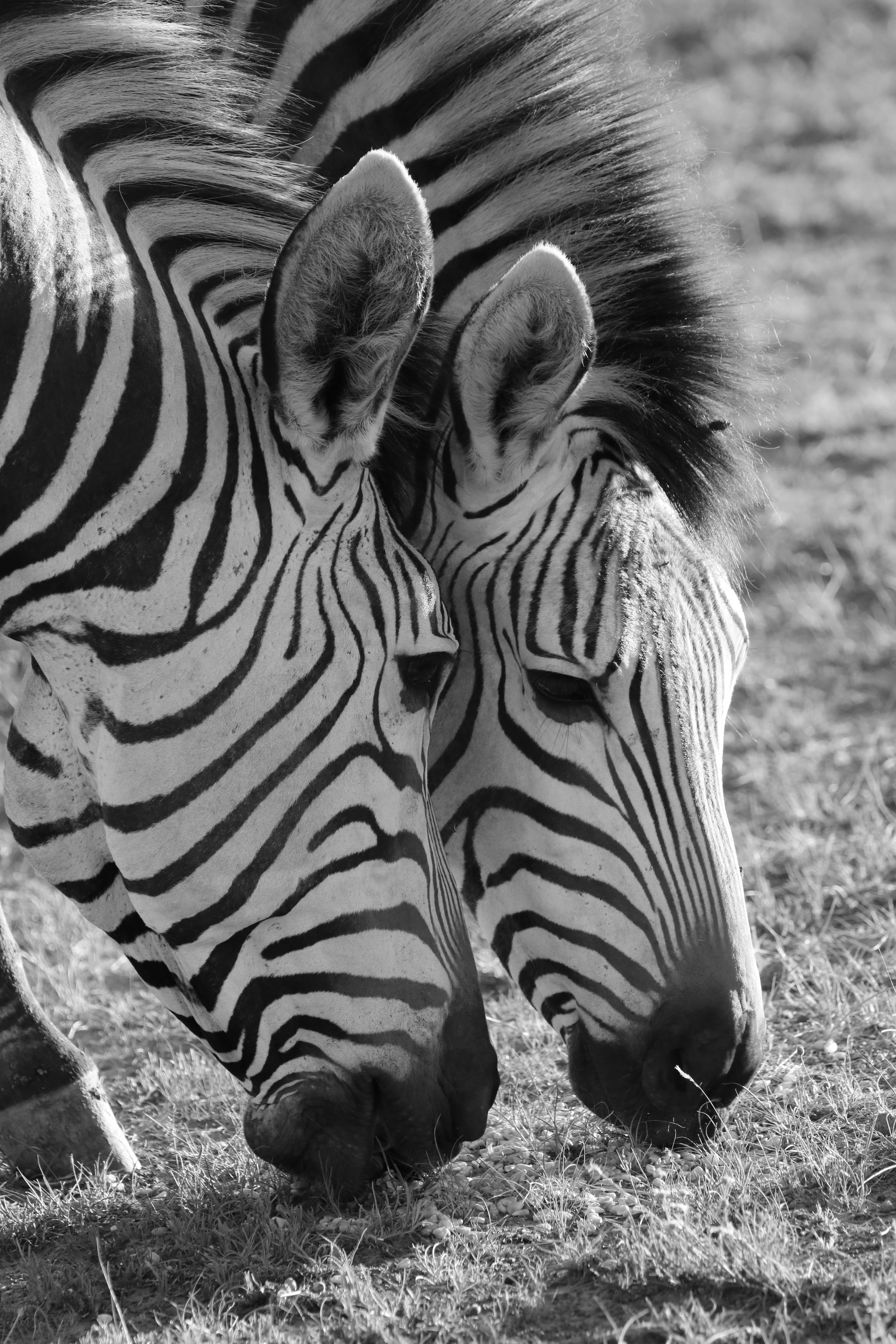 portrait, animal family, mountain zebra, mammal, wildlife, africa, animal themes, animal wildlife, stripes, animal portrait, hartmanns mountain zebras, Phone HD Wallpaper
