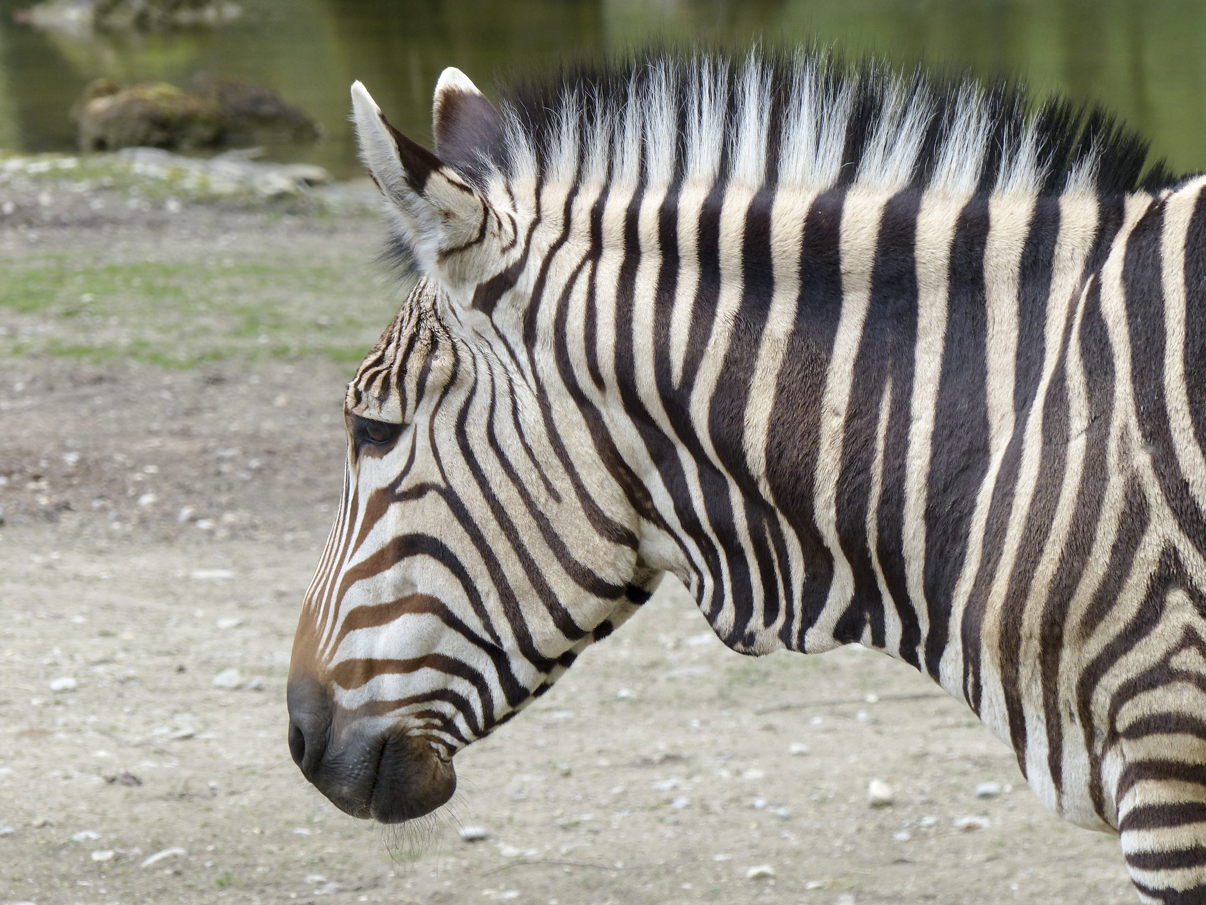 savannah, herbivorous, wilderness Area, zebra, mammal, southwest africa, head, close up, animal head, focus on foreground, one animal, africa, kenya, portrait, HD Wallpaper
