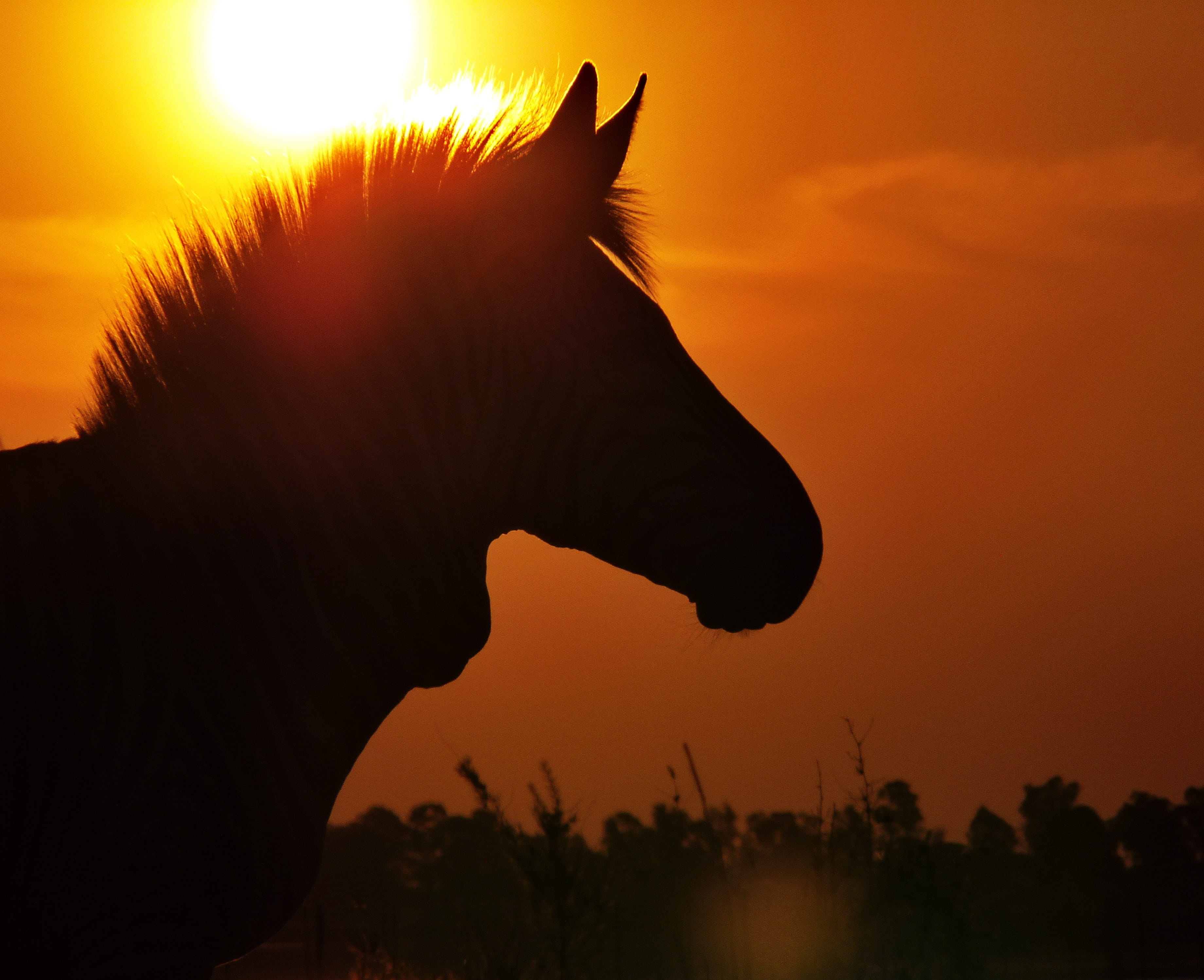 close up, 2K, livestock, sun, close-up, nature, profile, mouth open, vertebrate, side view, one animal, animal wildlife, animal themes, zebra, black and white, HD Wallpaper
