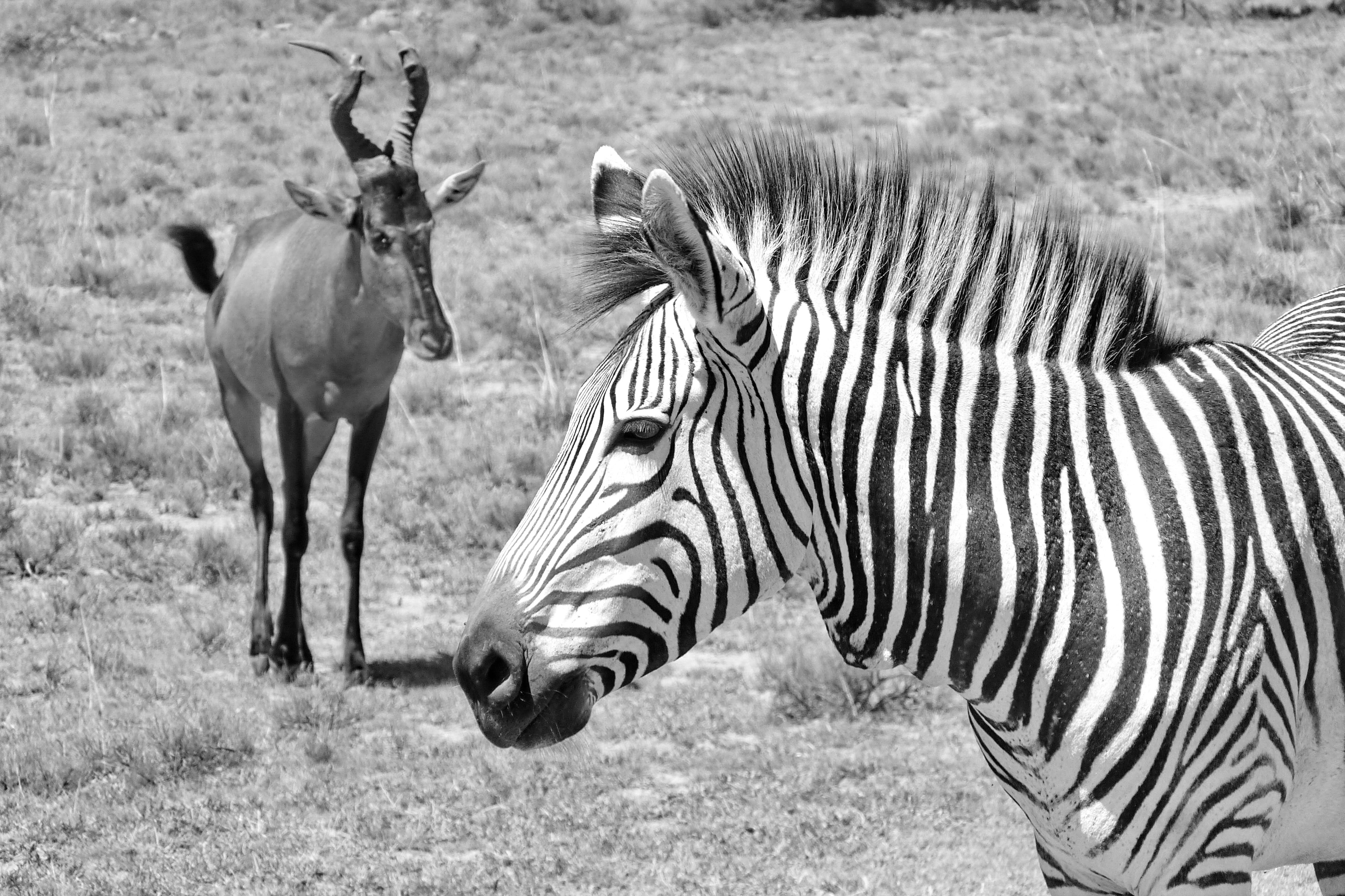 no people, stripes, animal wildlife, vertebrate, zebra, outdoors, portrait, day, animals in the wild, herbivorous, horse, black and white, animal portrait, HD Wallpaper