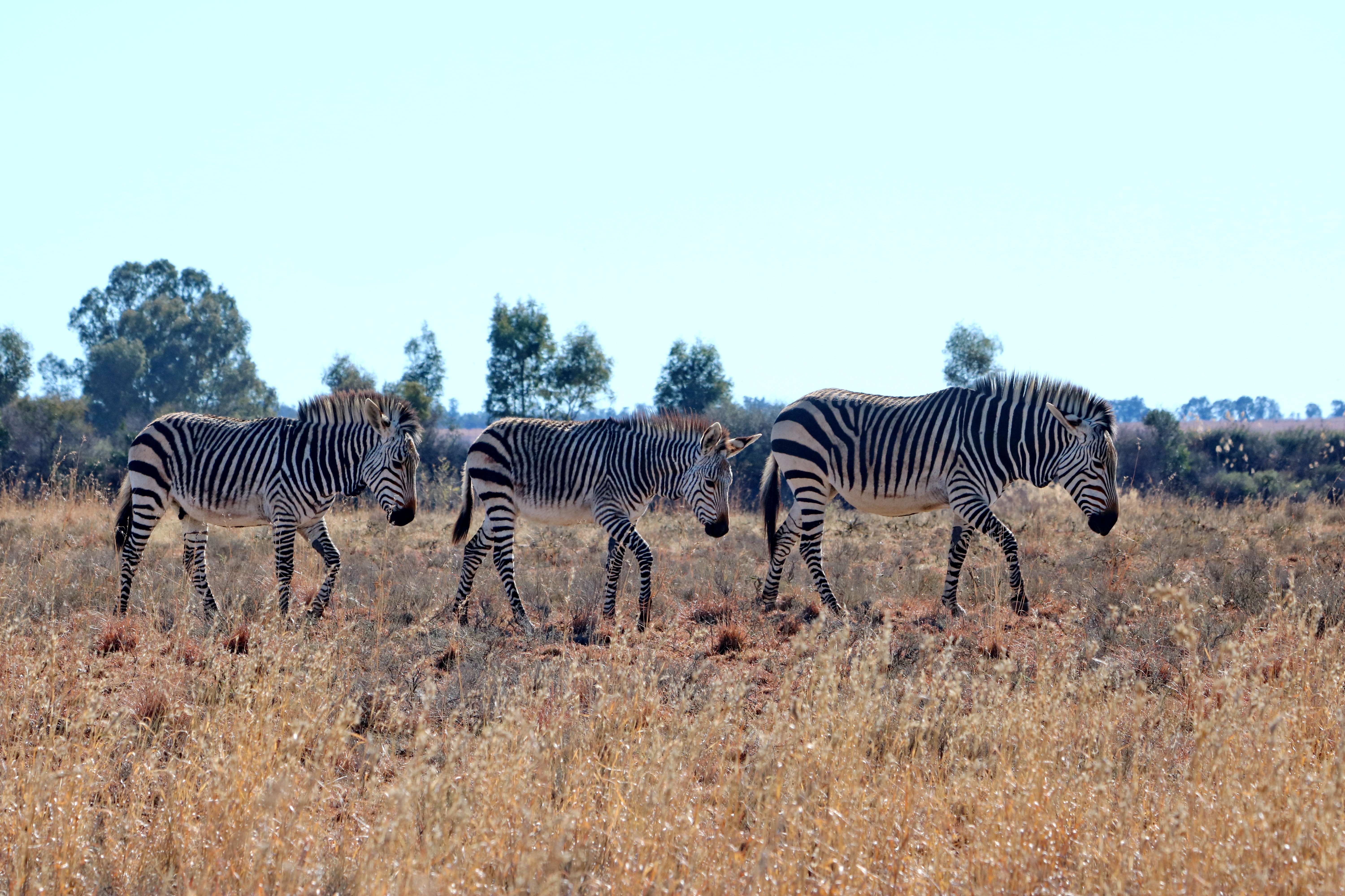 animal themes, animal portrait, horse, group of animals, sky, nature, animals in the wild, mammal, animal wildlife, zebra, land, mountain zebra, landscape, HD Wallpaper