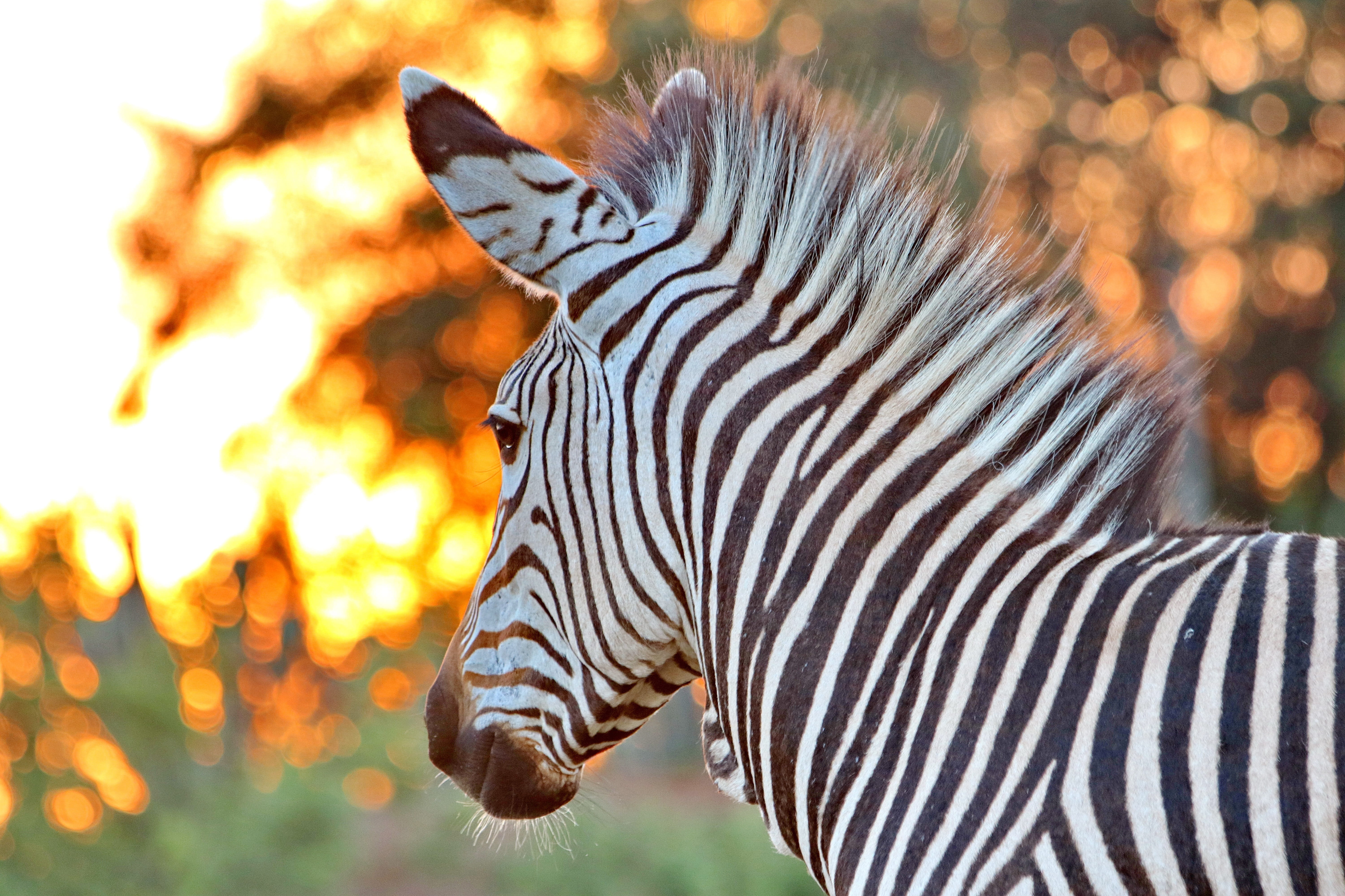 south africa, portrait, no people, animals in the wild, animal themes, horse, focus on foreground, close-up, vertebrate, animal world, wildlife, animal markings, HD Wallpaper