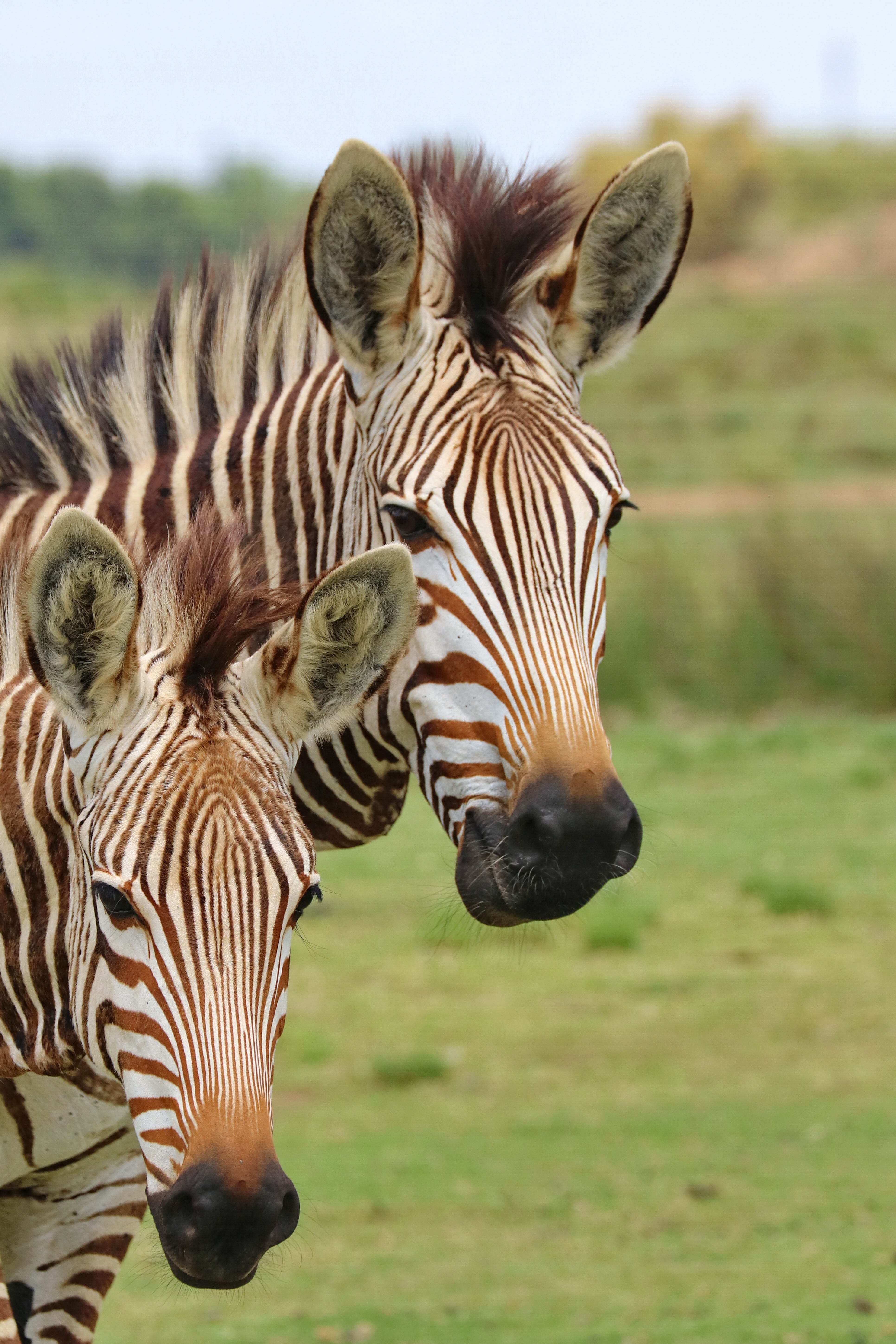 group of animals, striped, animals, portrait, wild, grass, animal, no people, outdoors, field, two animals, herbivorous, day, mountain zebras, animal themes, Phone HD Wallpaper