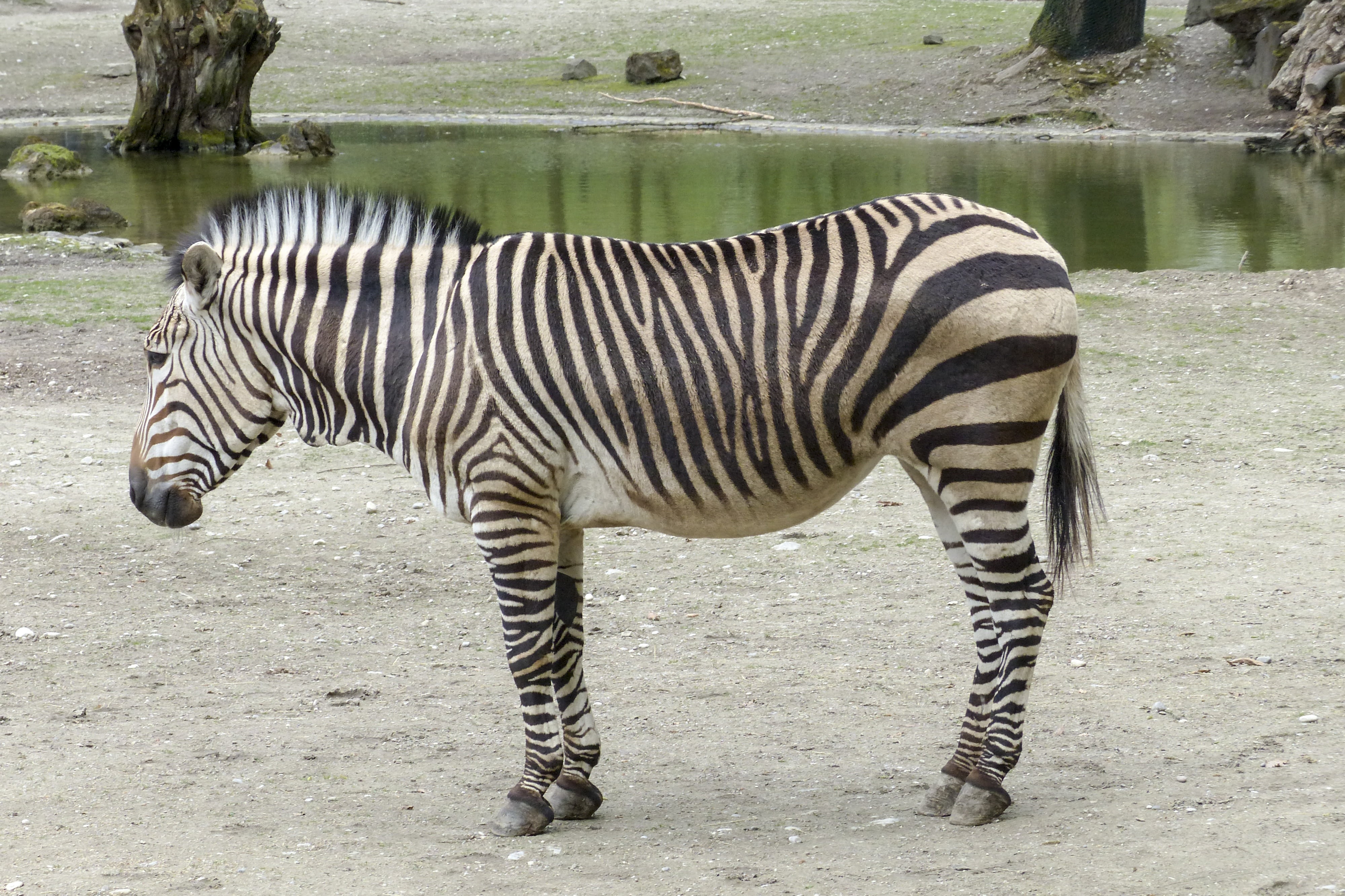 vertebrate, animal markings, domestic animals, water, striped, southwest africa, zoo, lake, mammal, herbivorous, wildlife, standing, no people, 4K, one animal, HD Wallpaper