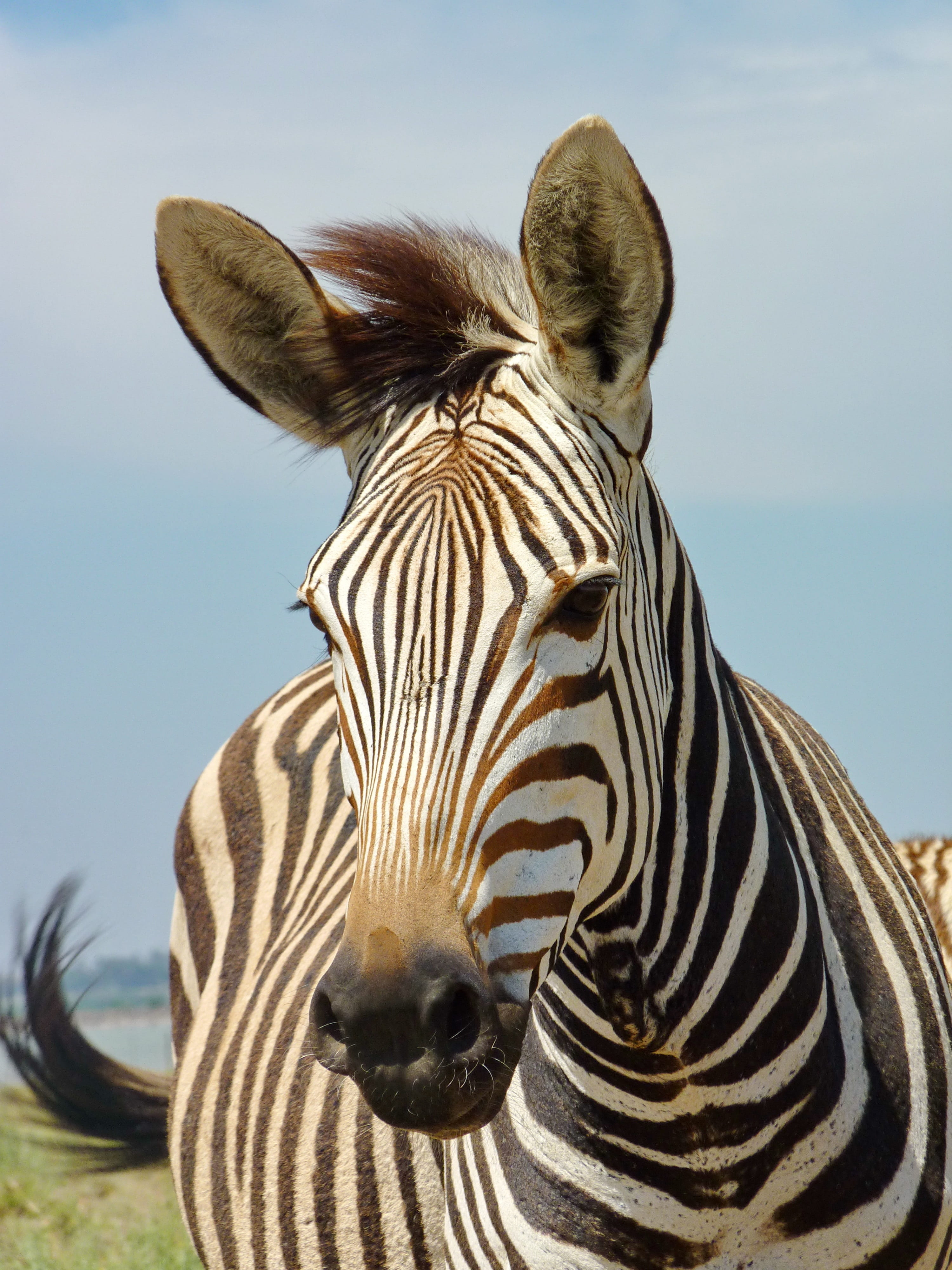 vertebrate, africa, focus on foreground, hartmanns, striped, animal head, close up, animal world, head, black, hartmanns mountain zebra, 4K, white, sky, Phone HD Wallpaper