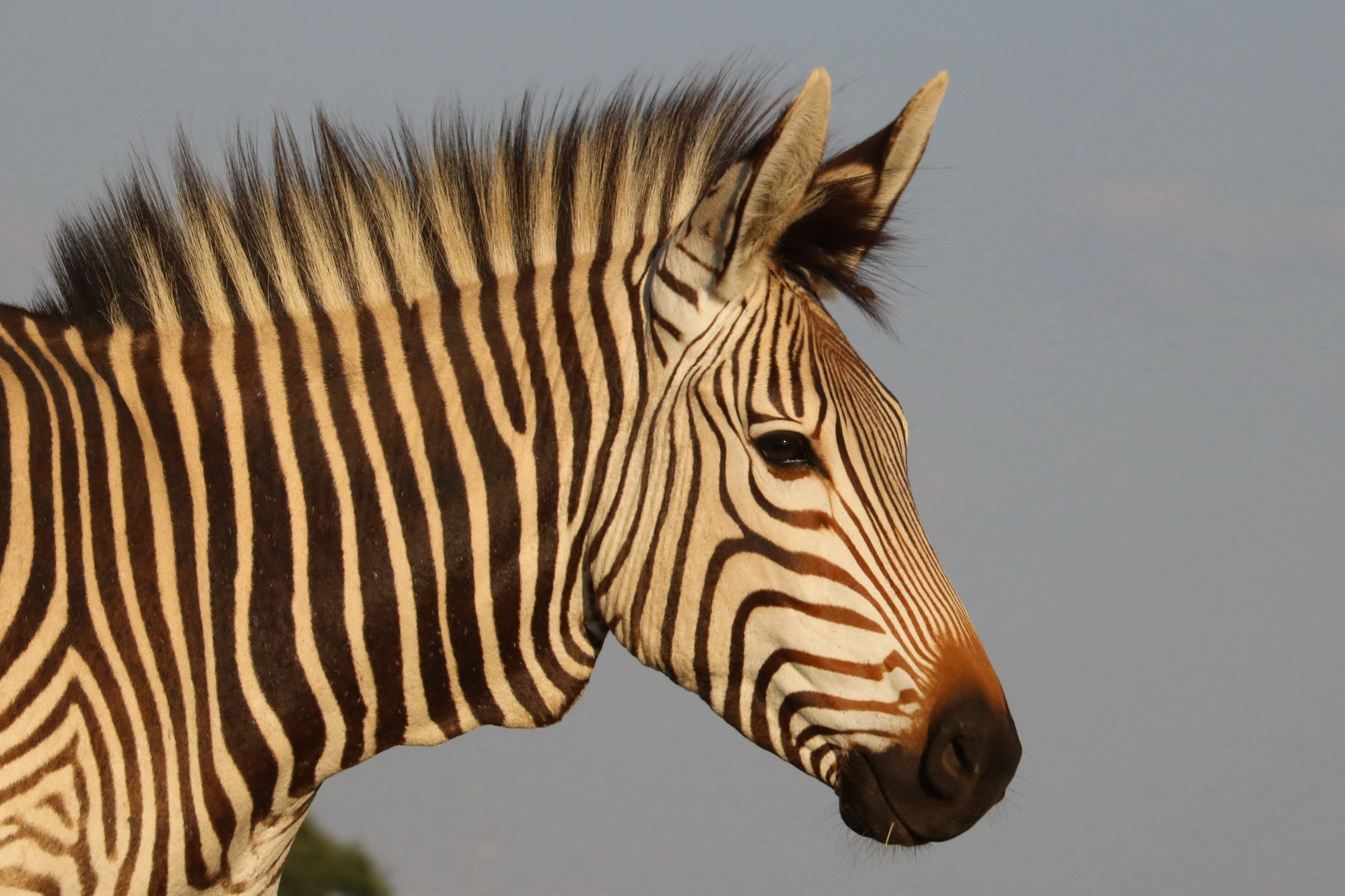 portrait, wildlife, animal, animal neck, stripes, nature, striped, profile view, 4K, vertebrate, herbivorous, horse, one animal, mountain zebra, animal world, HD Wallpaper