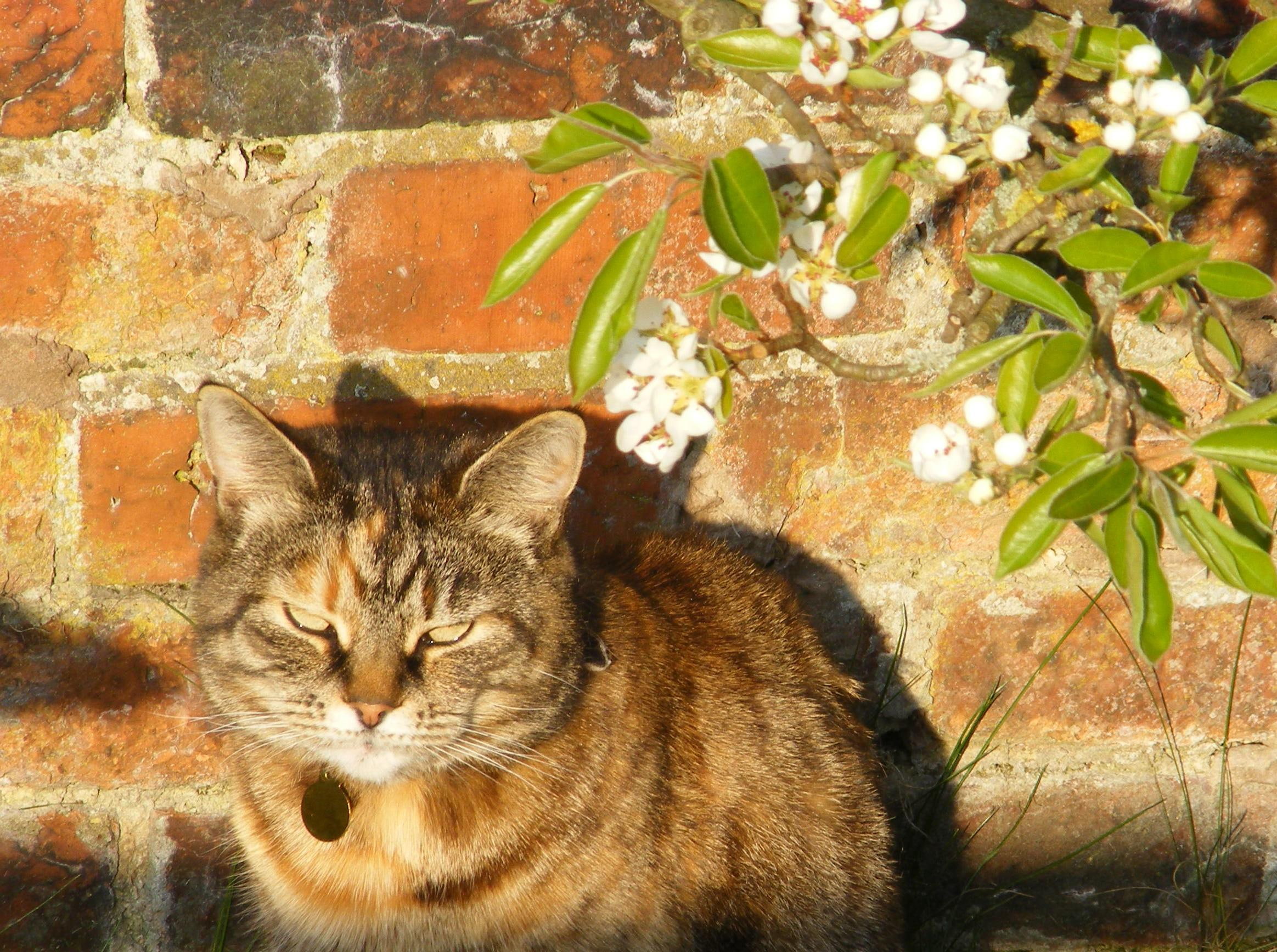 animals, wall, sun, setting, 1080P, pearblossom, shadow, erica, HD Wallpaper