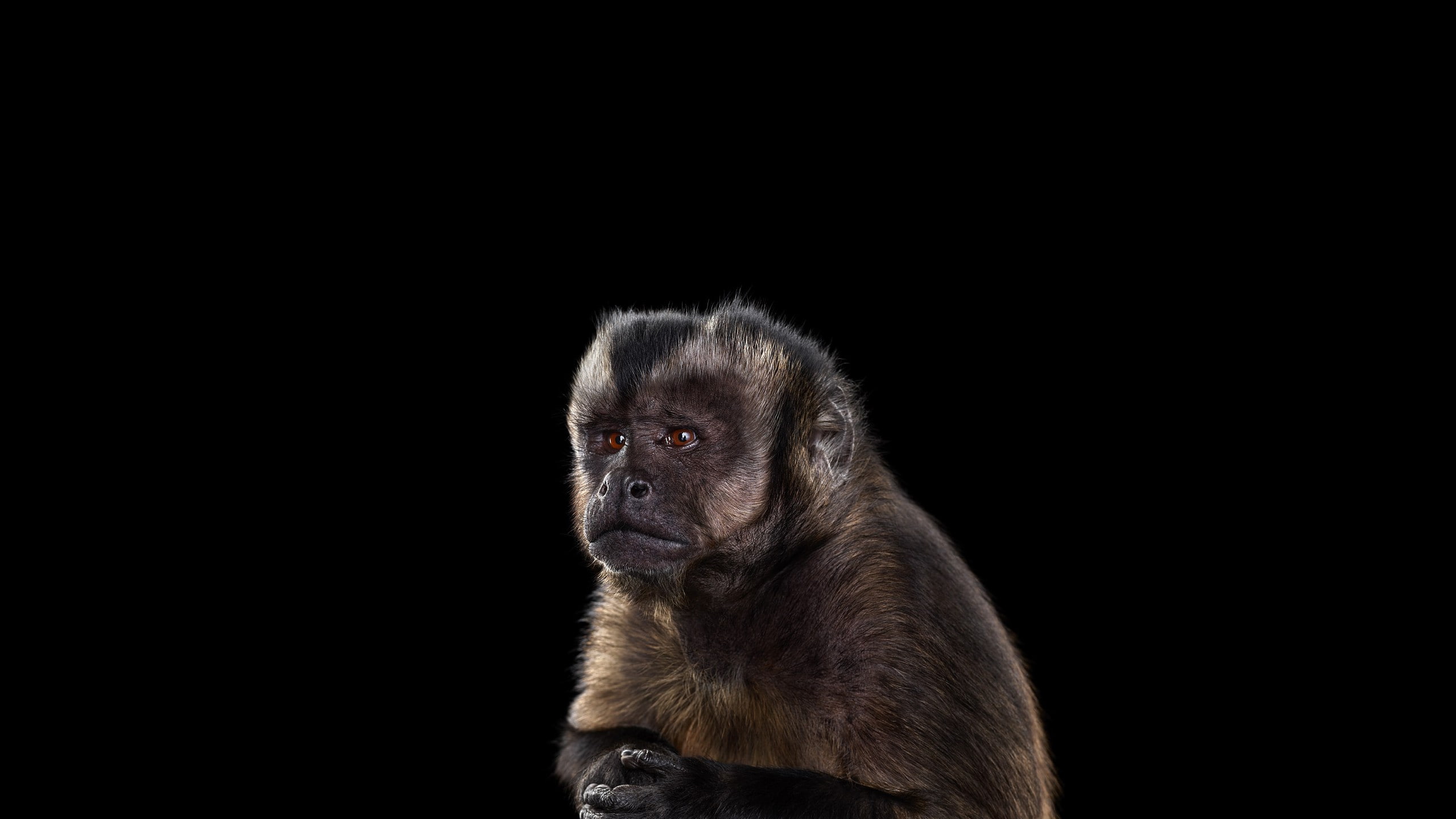 baby, photography, cute, 2560x1440, monkey, animals, baby monkey, 2K, HD Wallpaper