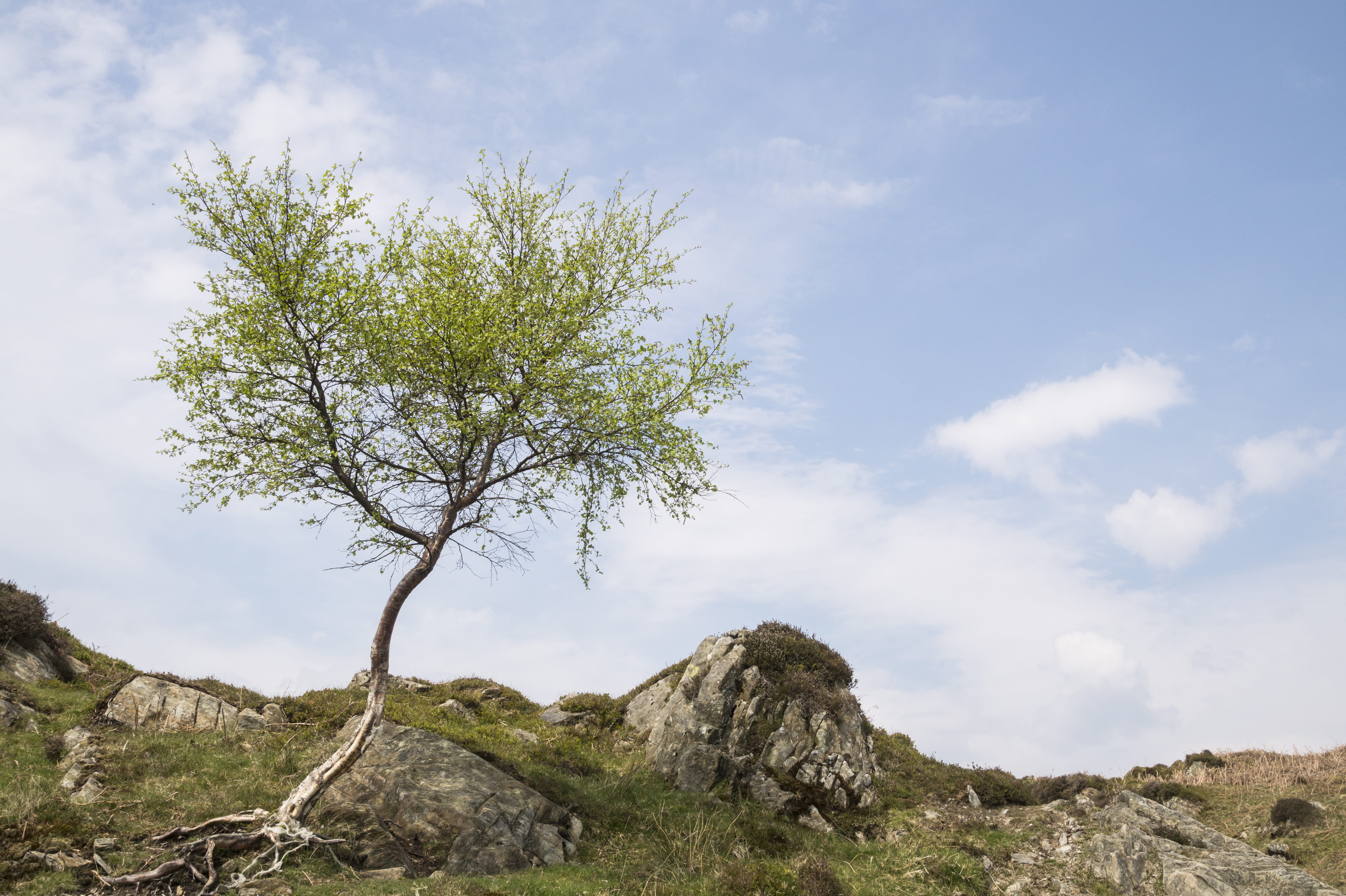 hill, outdoors, wood, day, white, cloudy sky, land, summer, 5K, beautiful, tranquility, beauty in nature, rocky, environment, no people, growth, skies, HD Wallpaper