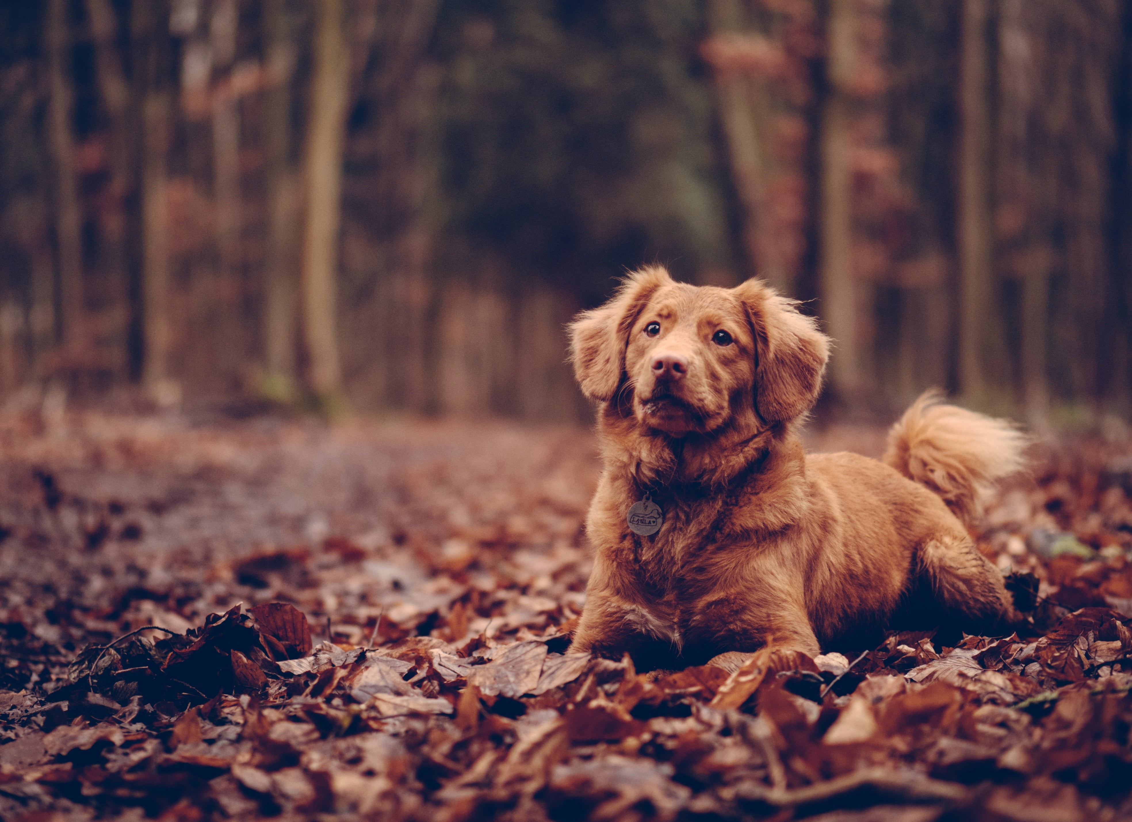 animal, friendship, happiness, yellow, looking, sitting, cute, retriever, small, woodland, tolling, outdoors, land, pets, portrait, puppy, people, domestic Animals, HD Wallpaper