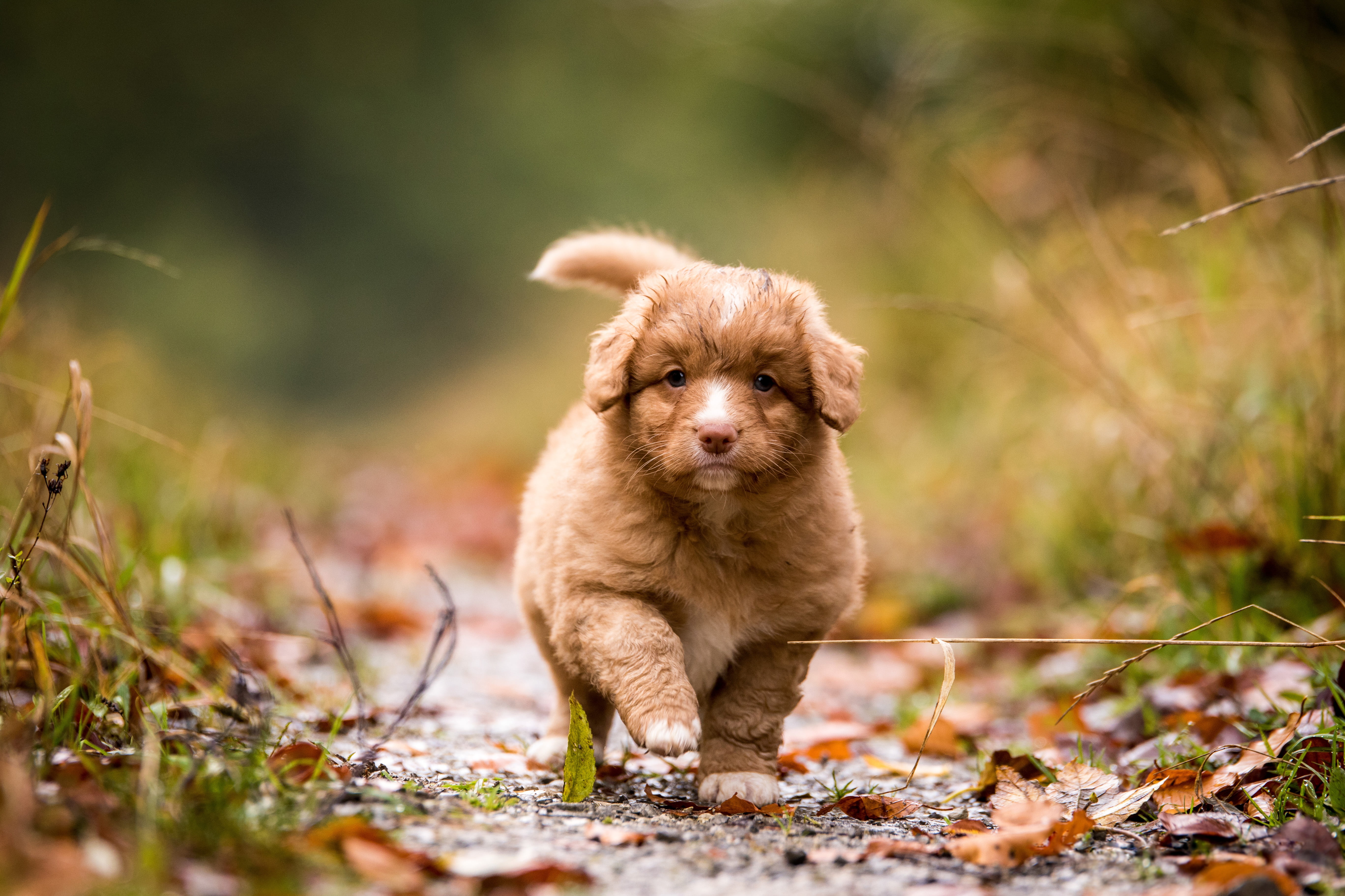 Nova Scotia Duck Tolling Retriever, Puppy, 5K, Dog, Dogs, Baby Animal, HD Wallpaper