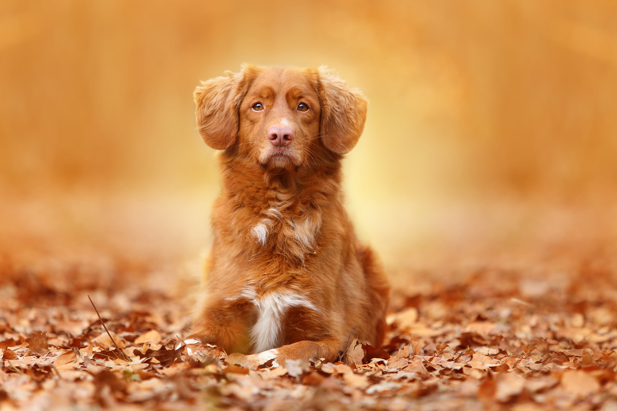 no people, autumn, nova, looking at camera, dog, adult, cute, one Animal, brown, domestic Animals, nature, 1080P, puppy, retriever, pets, animal, duck, HD Wallpaper