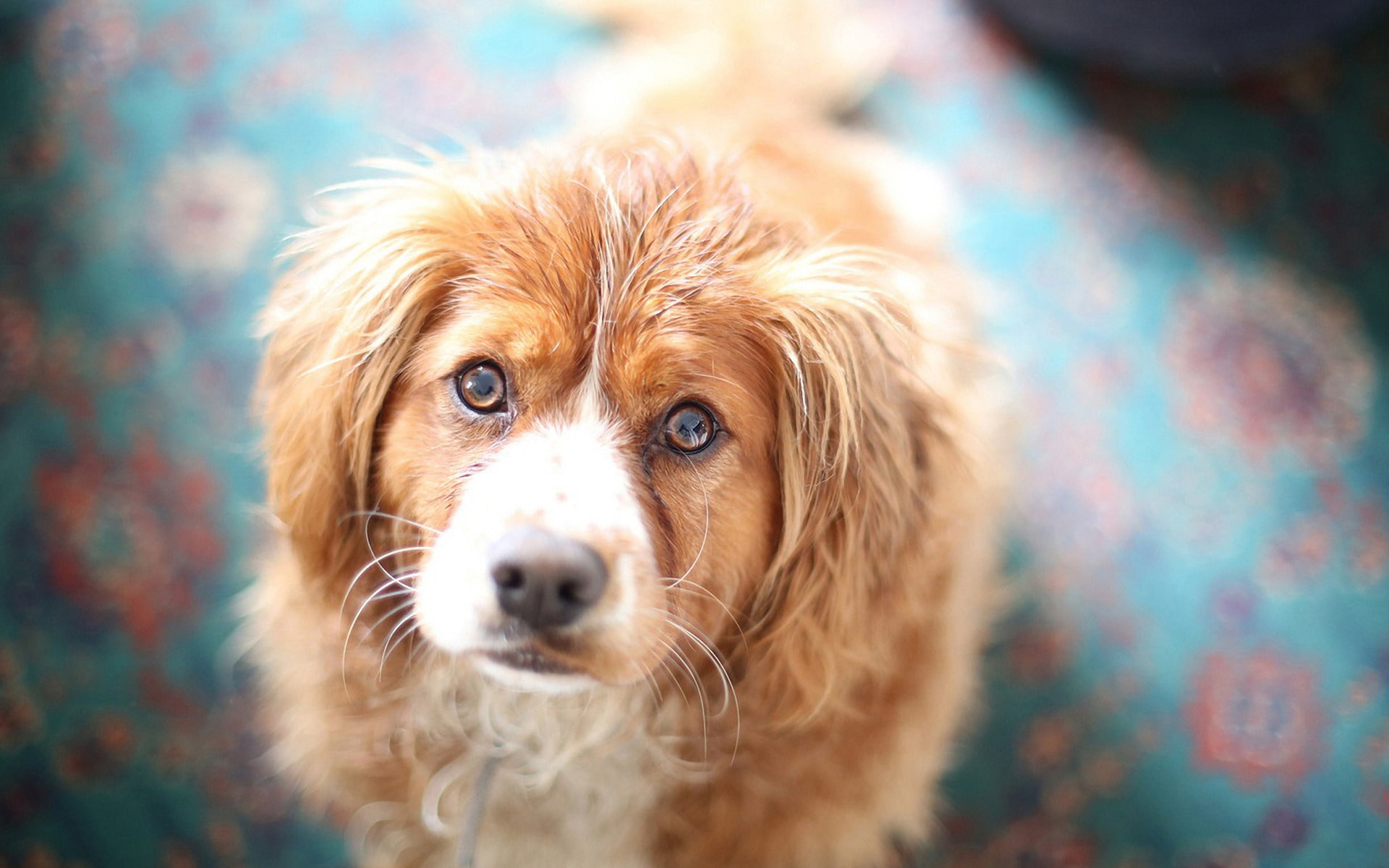 retriever, face, tan, 1080P, scotia, cute, dog, duck, nova, white, tolling, brown, HD Wallpaper