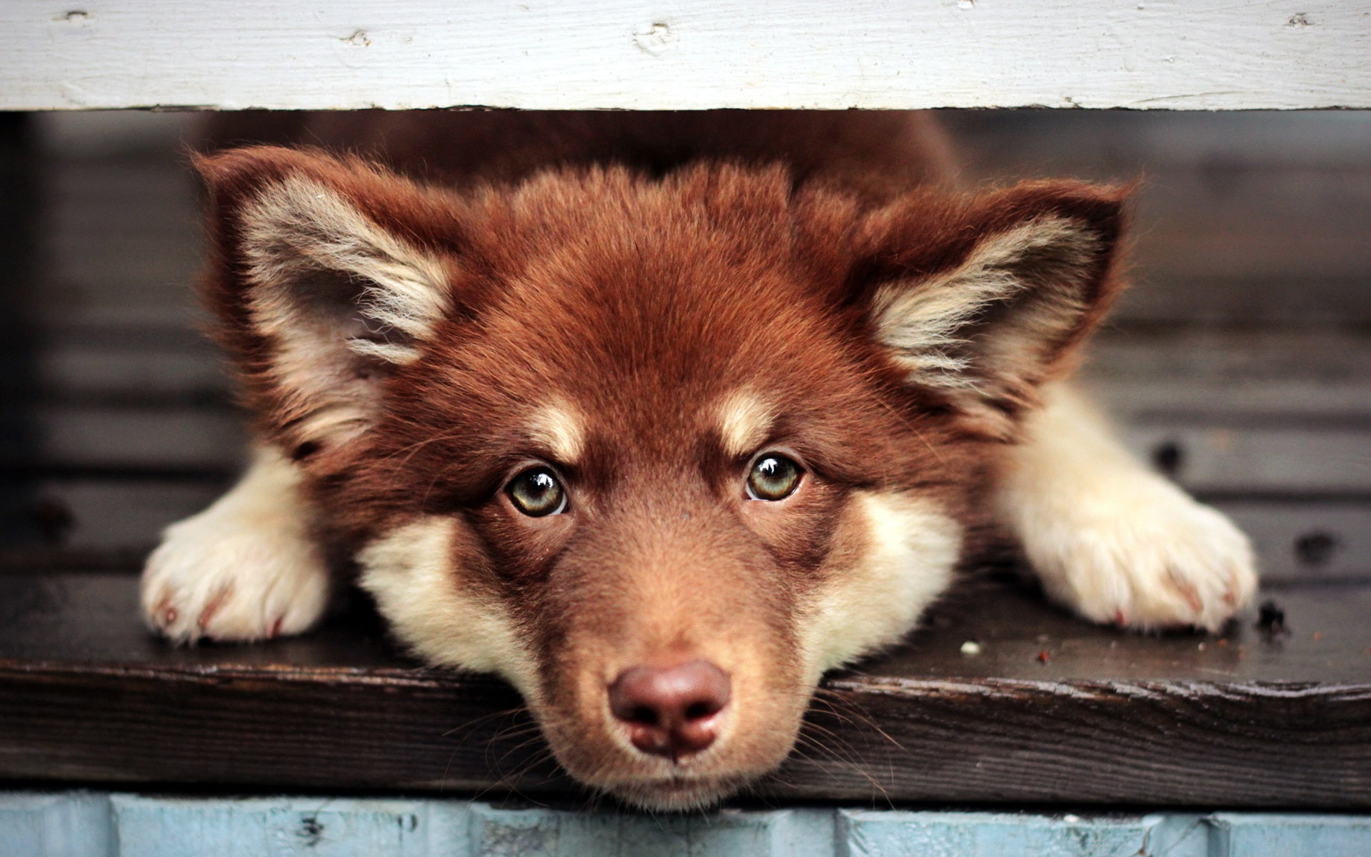 1080P, Eyes, puppy, Face, scotia, tolling, duck, retriever, Brown, nova, Dog, HD Wallpaper