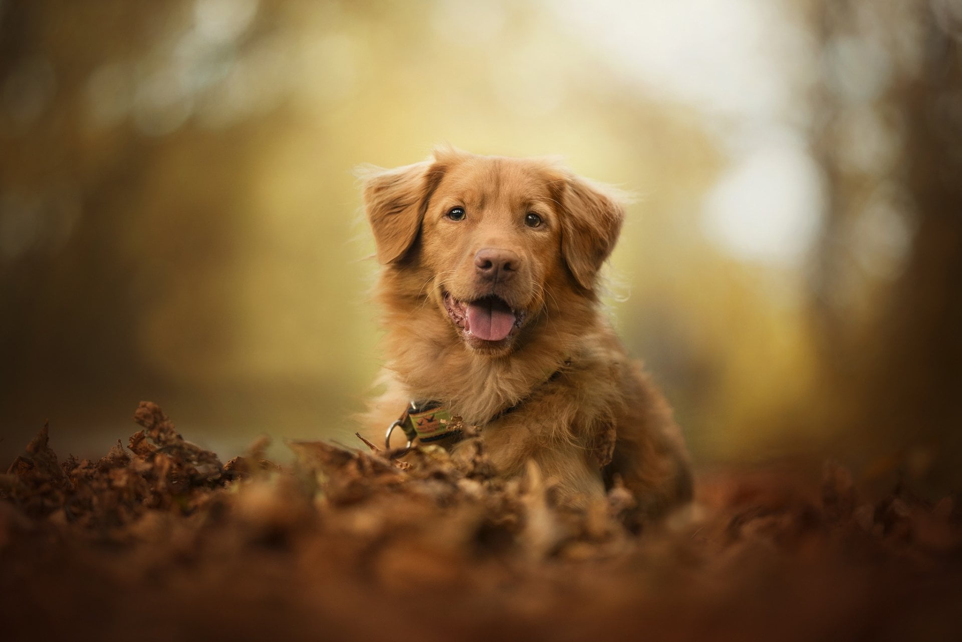 pets, day, nature, brown, vertebrate, facial expression, 1080P, Pet, animal, canine, land, portrait, Depth Of Field, retriever, panting, domestic, looking at camera, HD Wallpaper