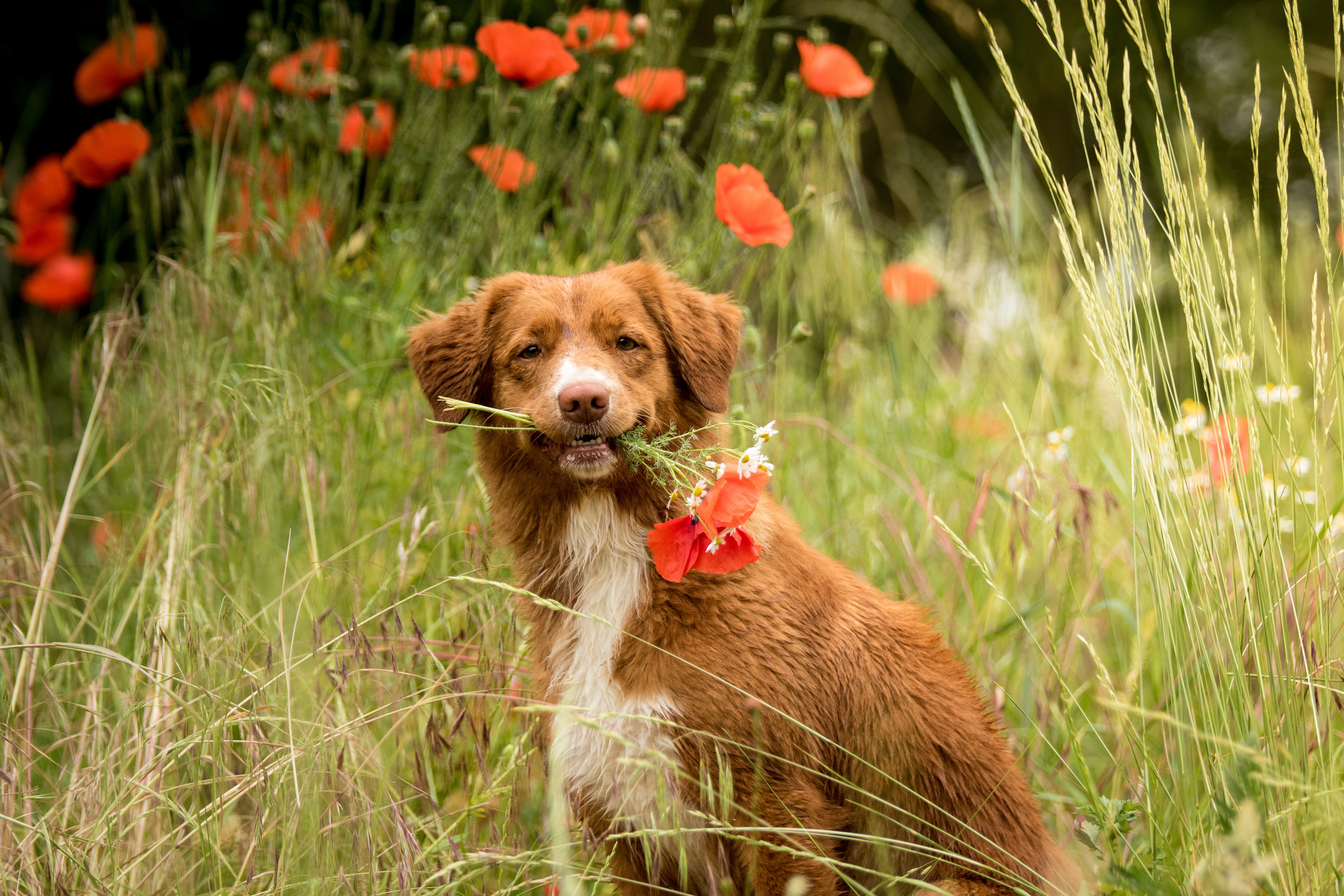 a bunch, look, Maki, spikelets, period, portrait, summer, 5K, Nova Scotia duck tolling Retriever, red, dog, poppy field, flowers, glade, field, Nova Scotia duck tolling, HD Wallpaper