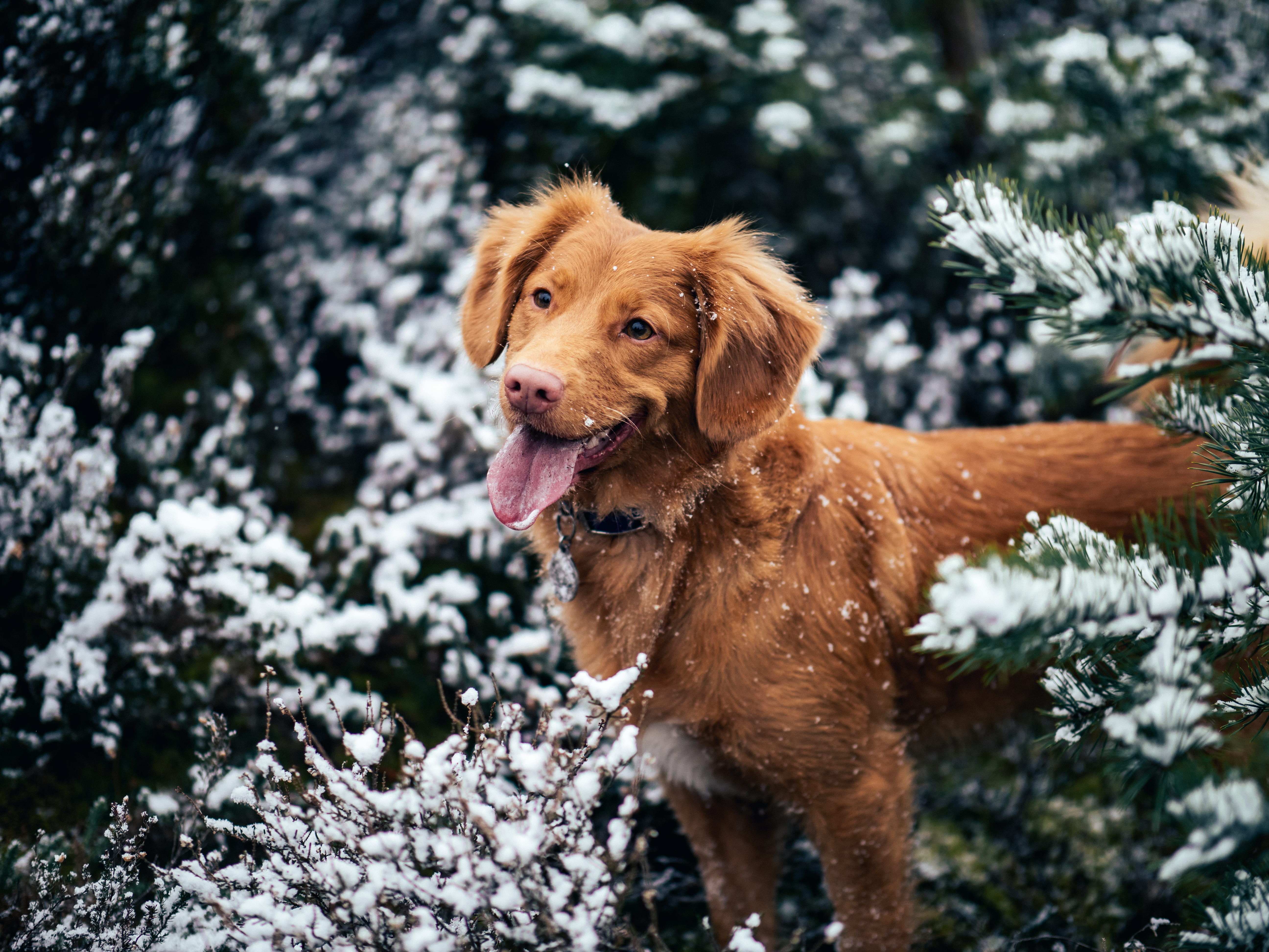 focus on foreground, animal themes, winter, cold temperature, tolling, animal, outdoors, brown, surrounded, tree, grass, mammal, covered, plant, retriever, HD Wallpaper